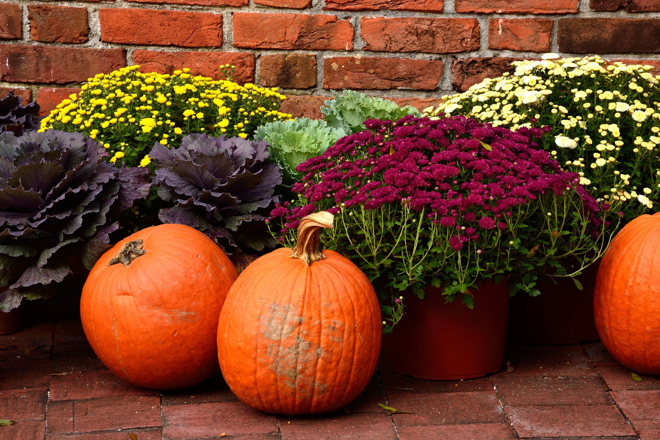 2121x1414 From pumpkins to mums to pick fall favorites and help them last
