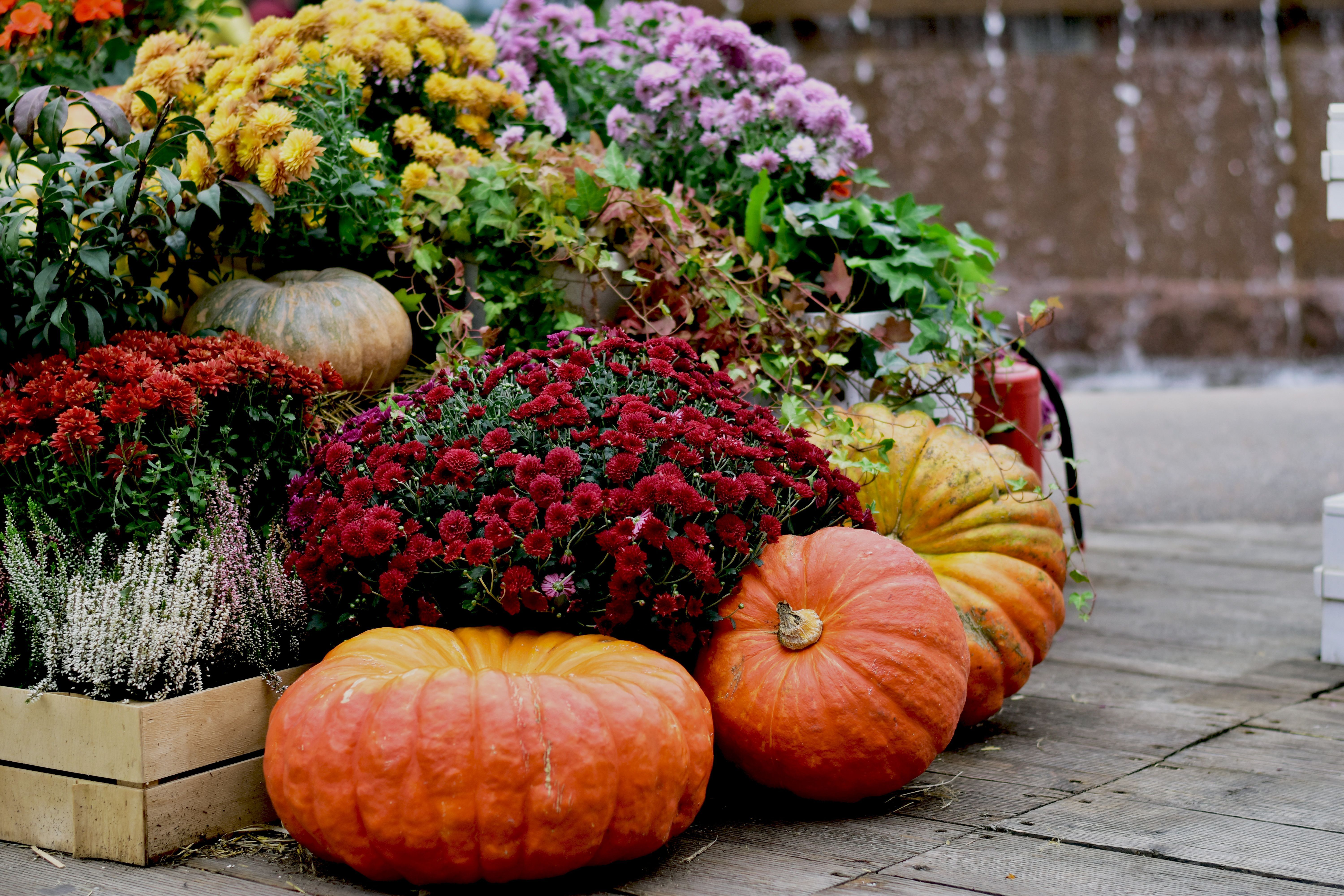 6000x4000 Autumnal Mums with Pumpkins on Stone Steps · Free