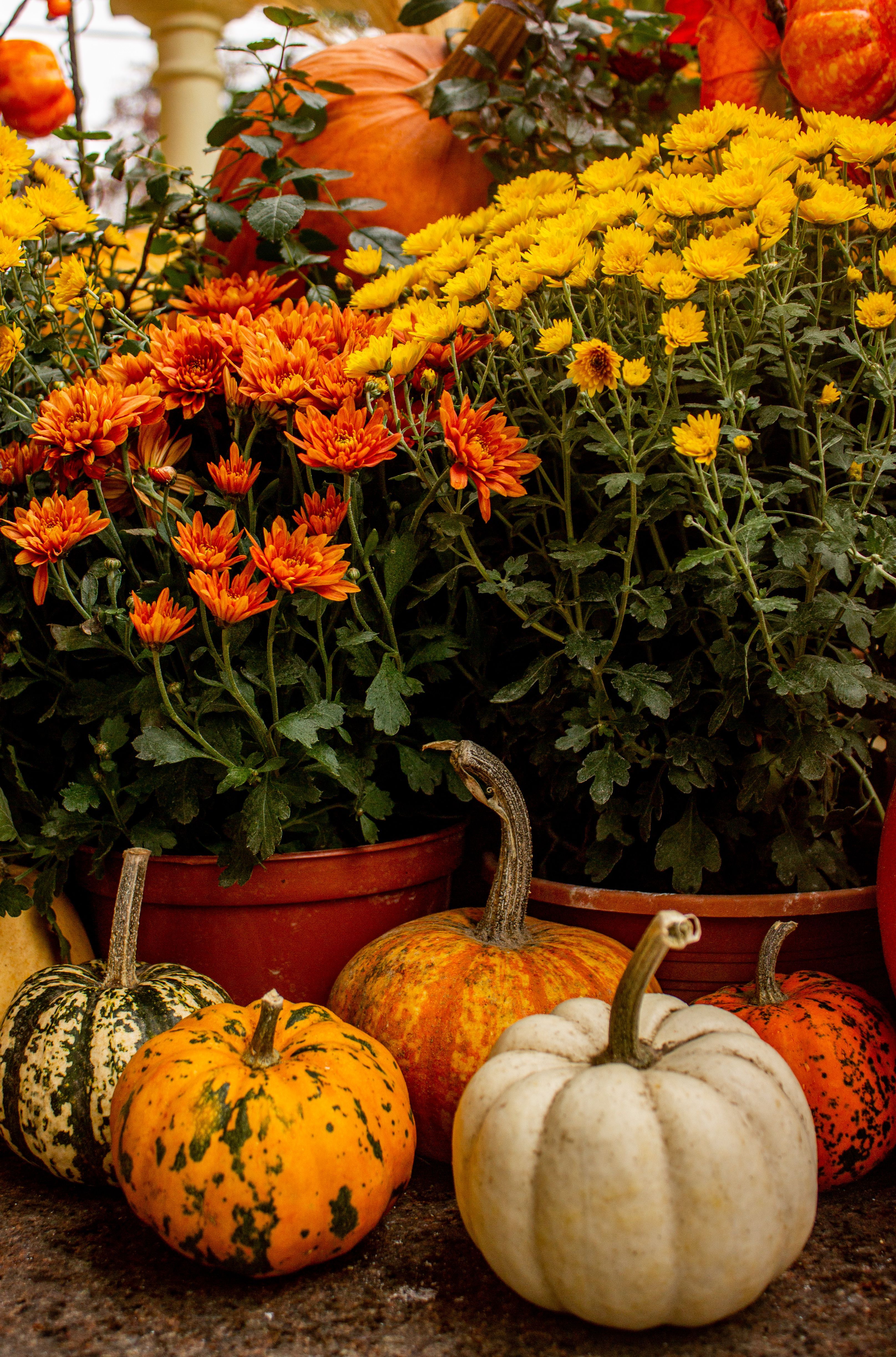 3231x4893 Autumnal Mums with Pumpkins on Stone Steps · Free
