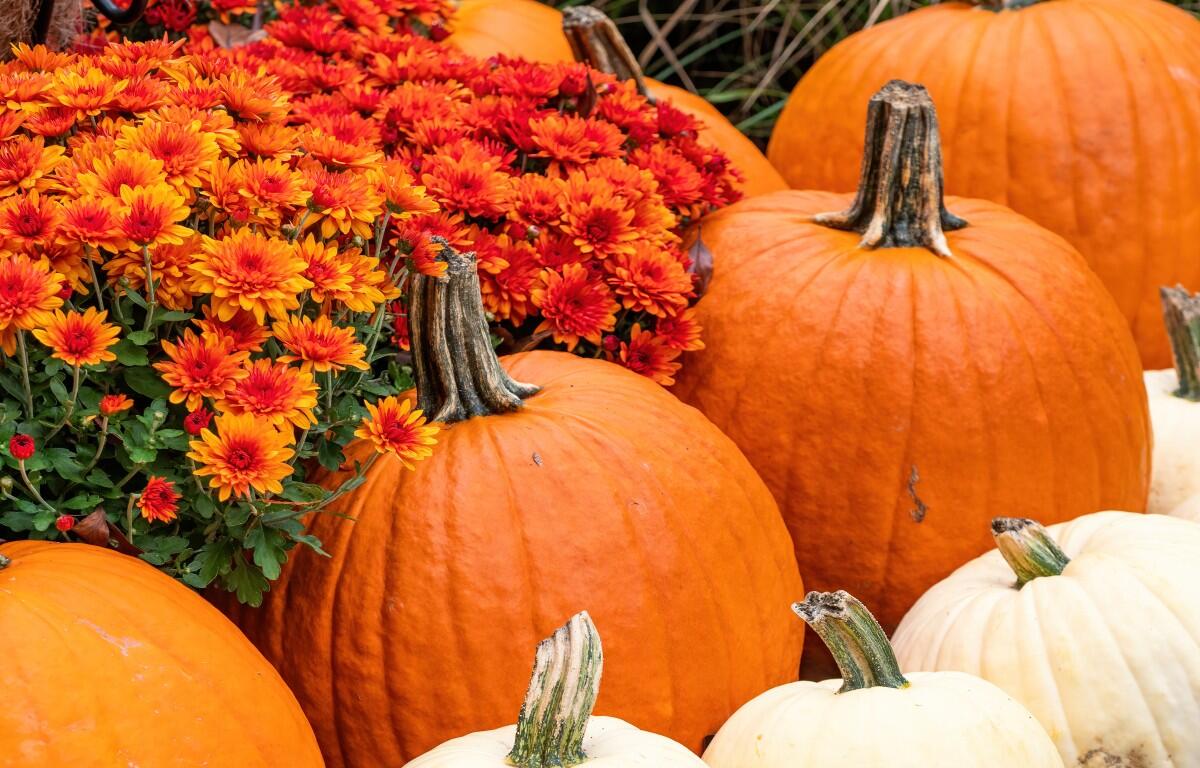 1200x768 Stock up on fall flowers at these locally owned businesses in Christian County County Now