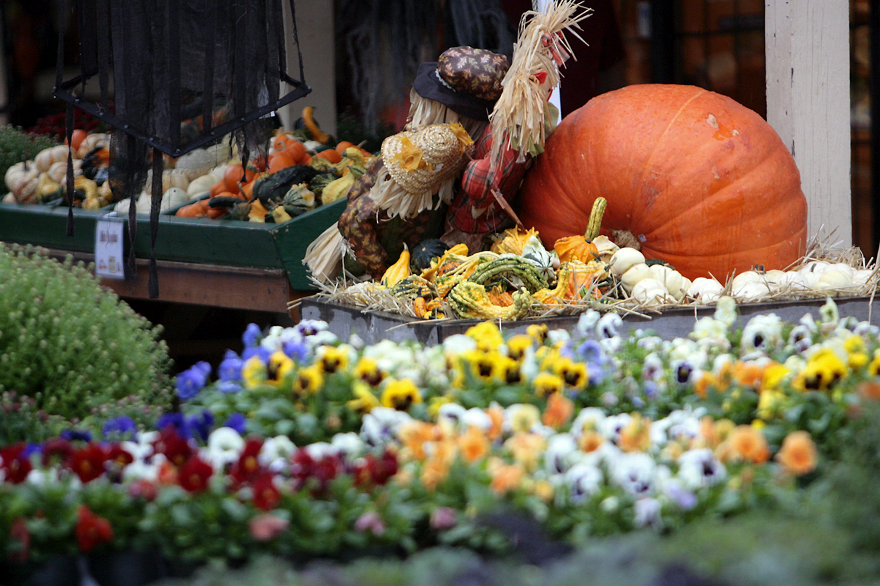 3000x2000 Autumn harvest display with pumpkins and mums