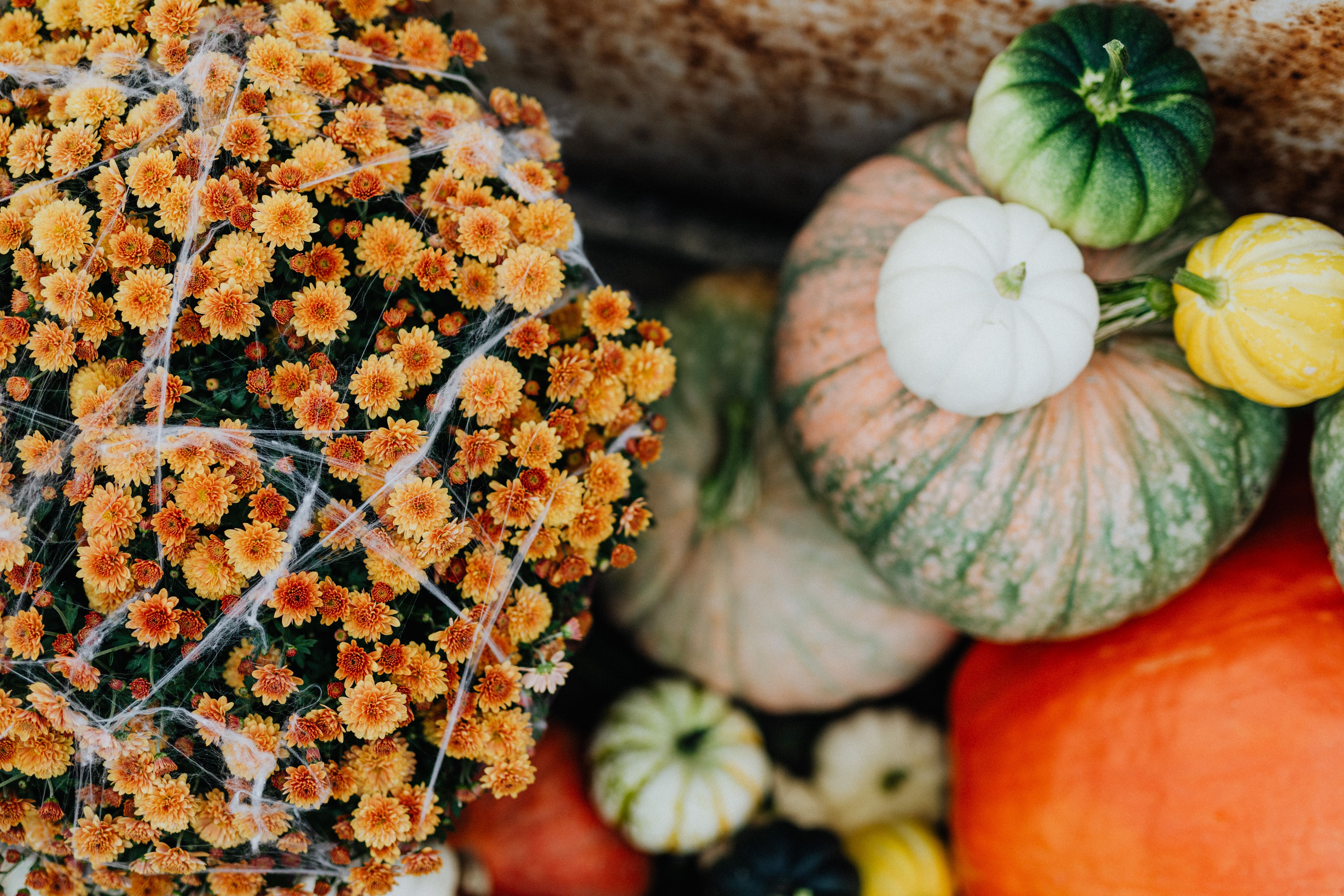 6720x4480 Ornamental Pumpkins and Chrysanths Flowers Covered with Spiderweb for Halloween Decoration · Free