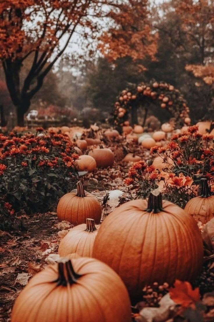 736x1104 Fall wallpaper aesthetic iphone pumpkins and mums. Autumn asthetic wallpaper, August fall aesthetic, Fall background pumpkins