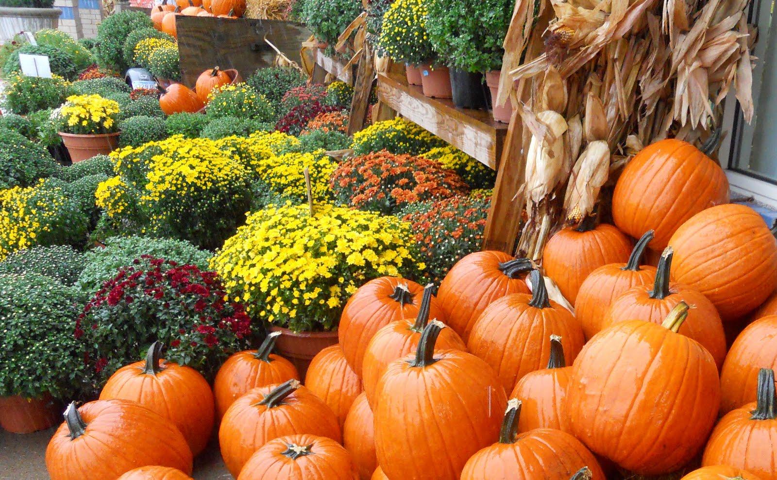 1600x989 Fall Mums Wallpaper