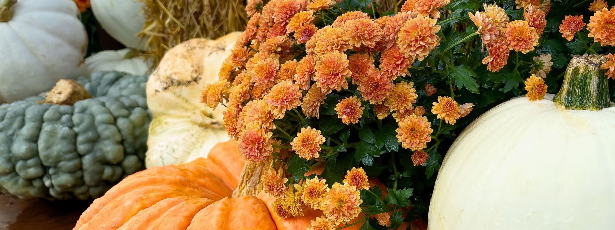2048x768 Wholesale Pumpkins & Fall Décor