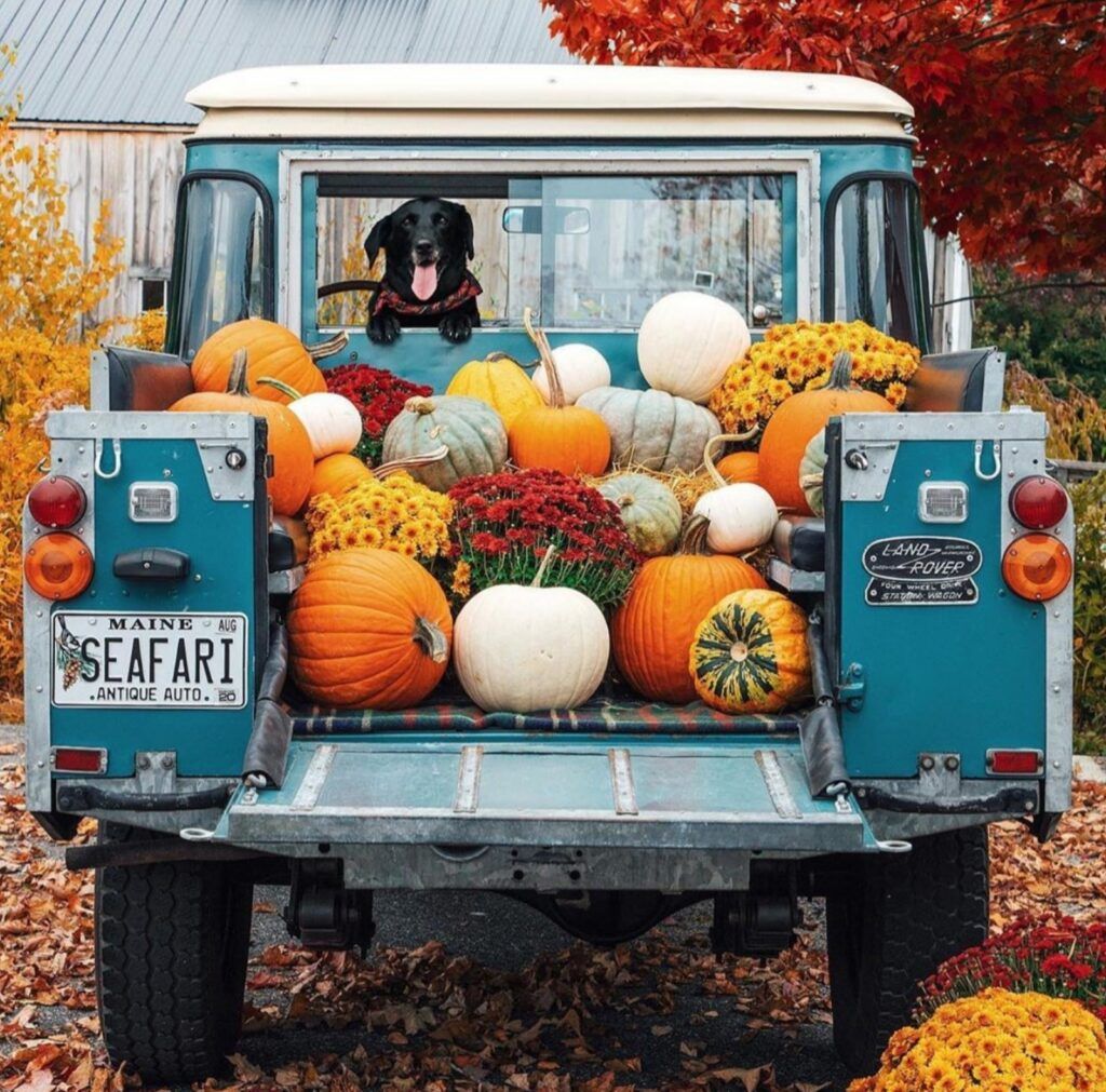 1024x1011 What to know before buying pumpkins and mums (ways to make them last). Courtney Warren Home