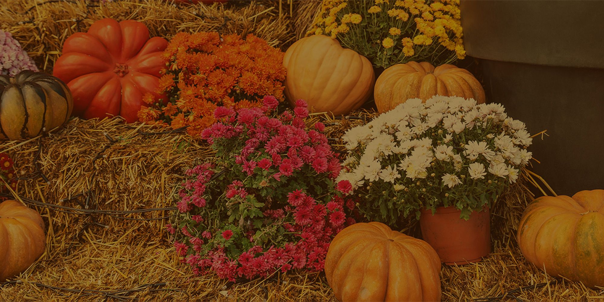 2000x1000 Fall Seeds, Mums, and Pumpkins in Dyersburg, TN