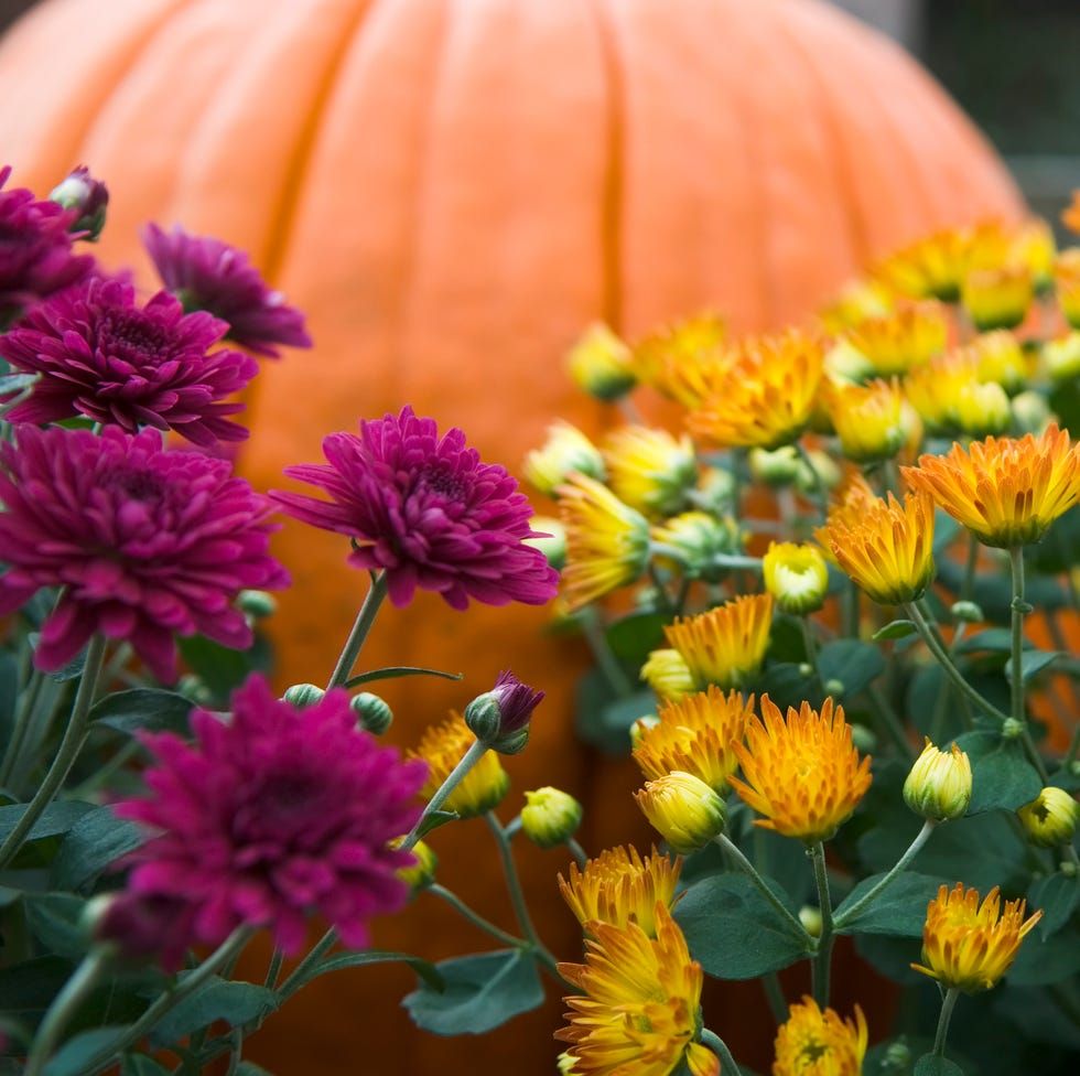 980x976 How To Grow and Care for Mums in Fall