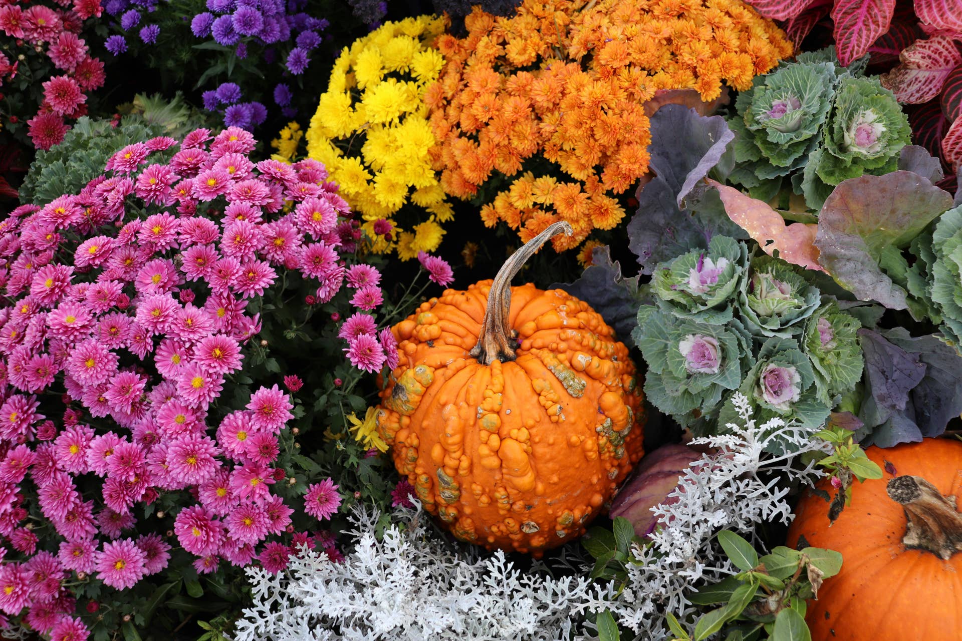 1920x1280 This Simple Pumpkin Trick Gives Mums a Fall Makeover