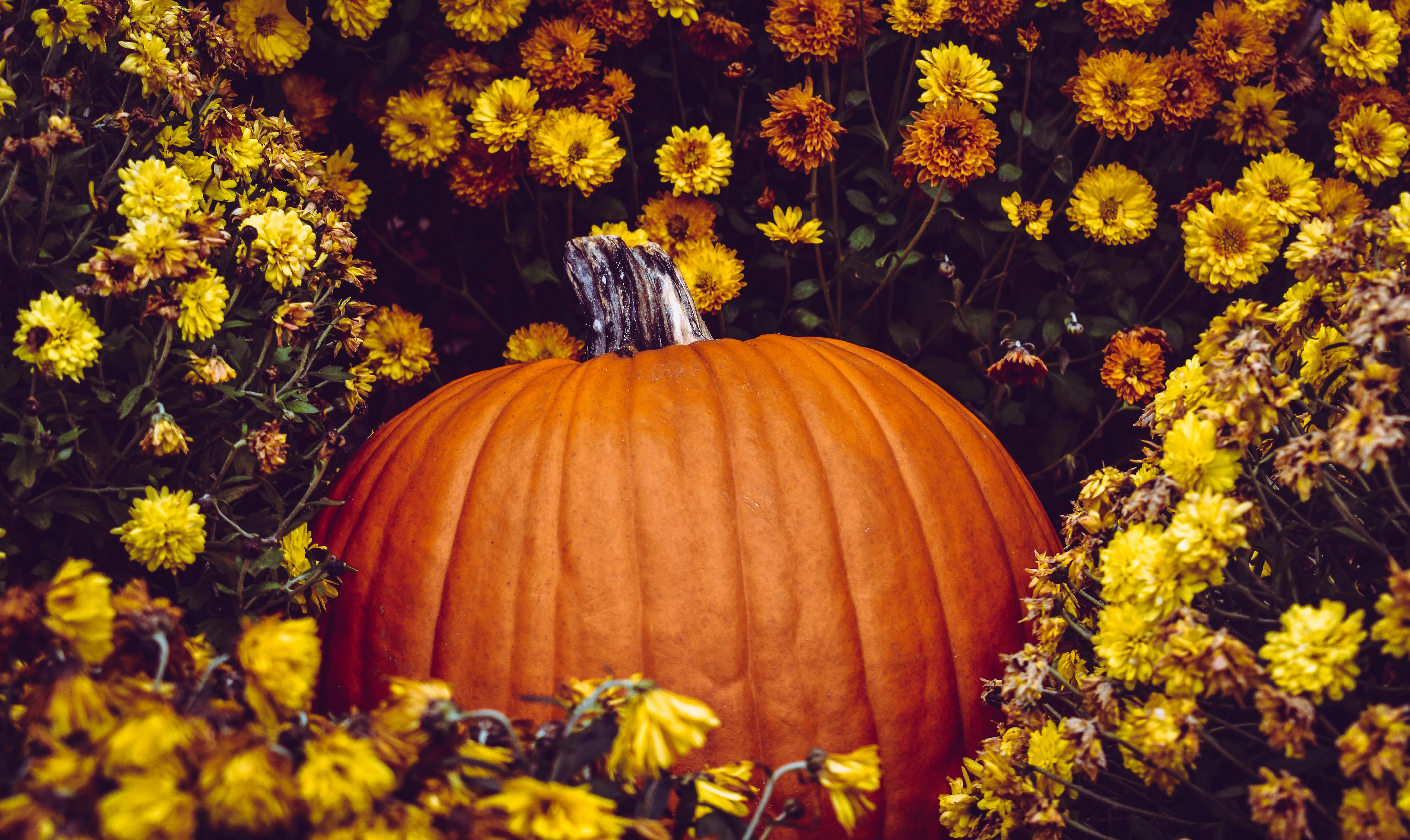5709x3402 Autumn Yellow Pumpkin Wallpaper