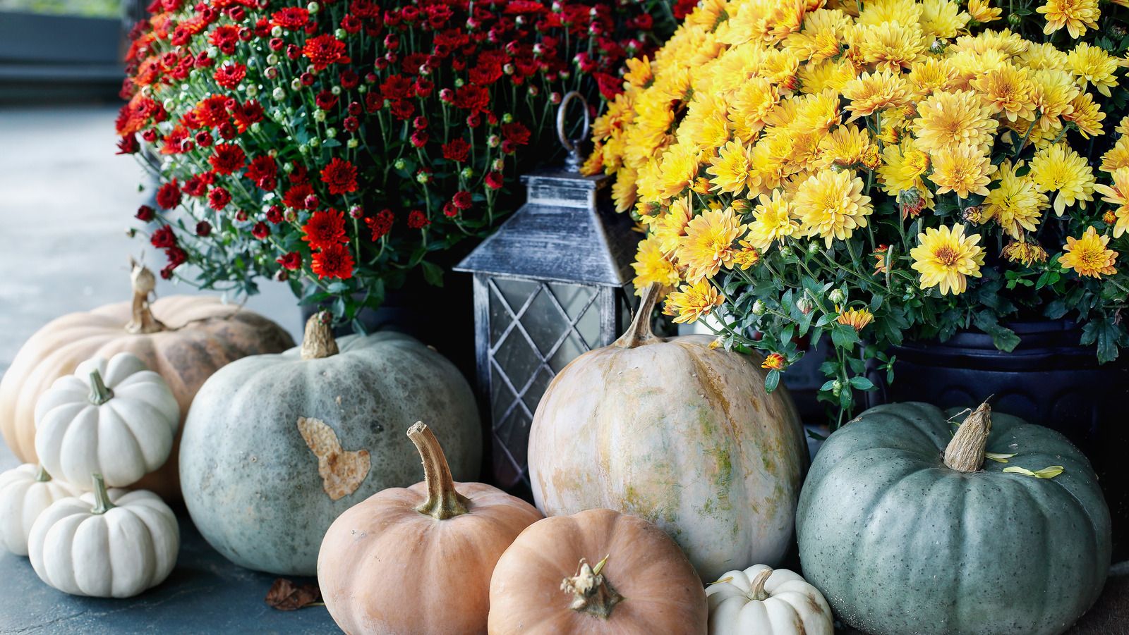 1600x901 How To Get The Most Out Of Your Fall Mums