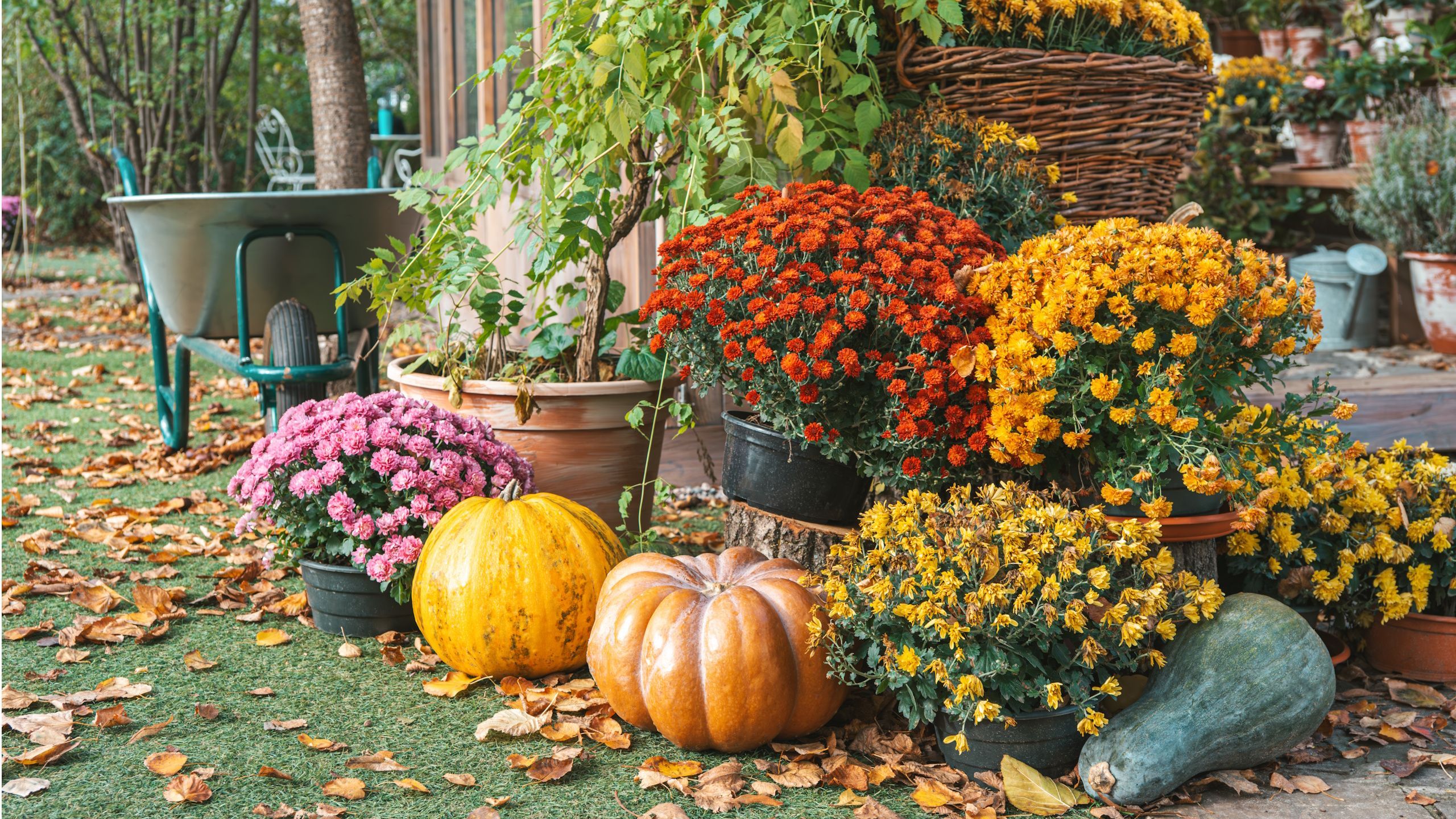 2560x1440 What to Do with Chrysanthemums in October: 3 Key Tasks. Homes and Gardens