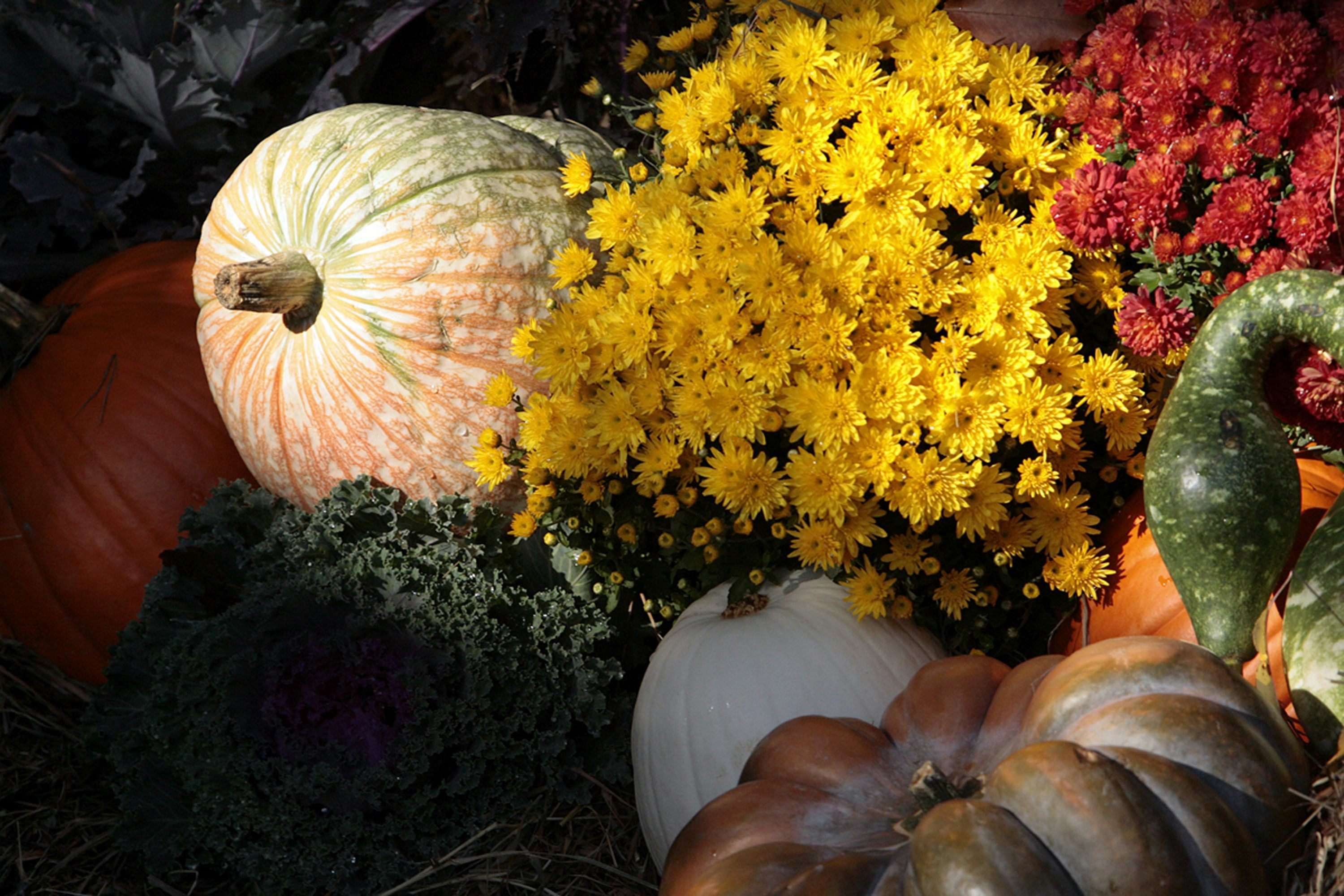 3000x2000 A bunch of different types of flowers and pumpkins