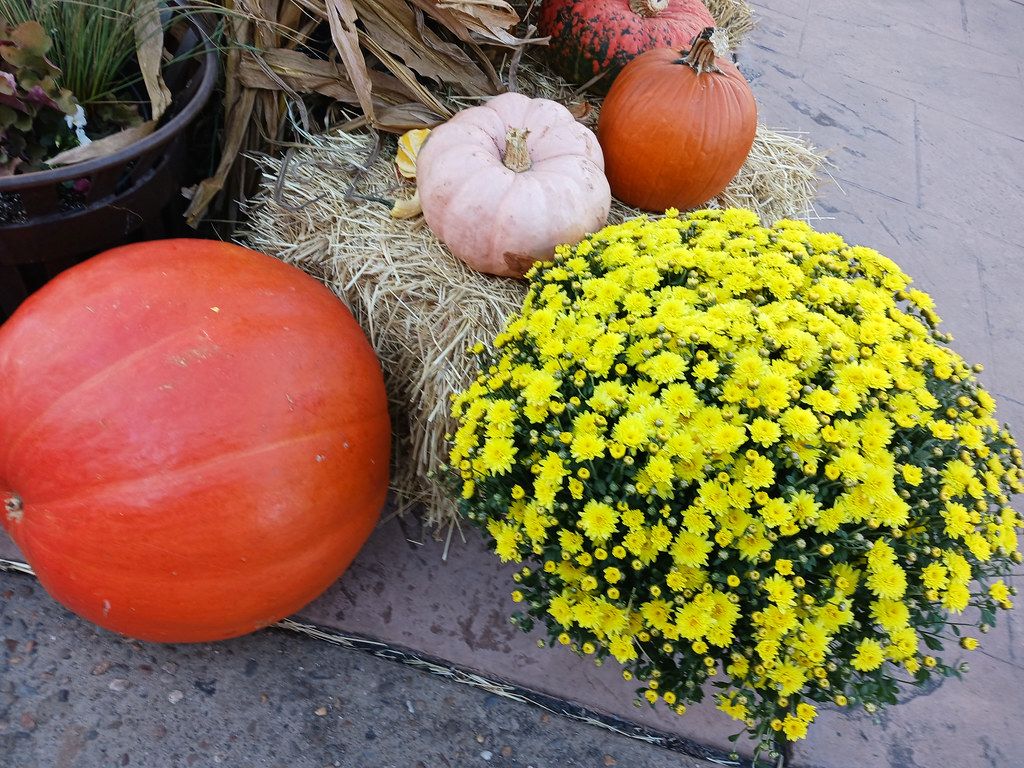 1024x768 Pumpkins, Gourds, And mums. The radio station where I work