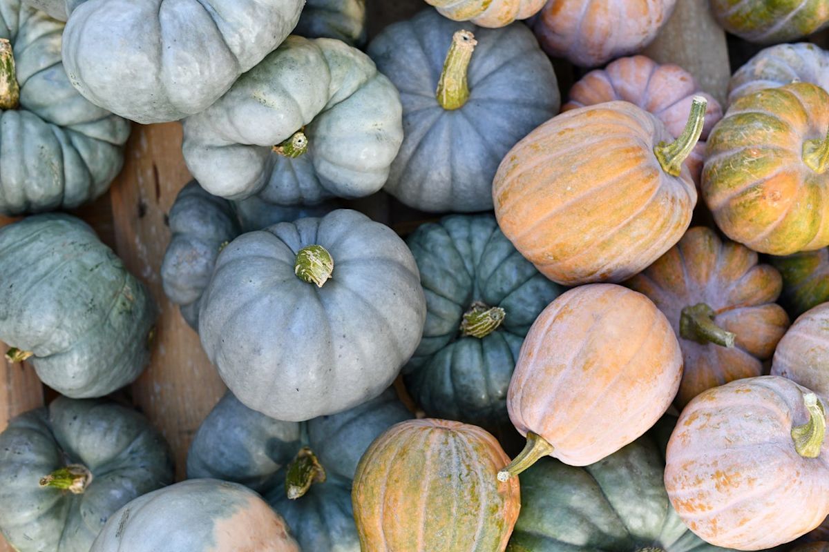 1200x800 Beautiful Pumpkins for Fall Décor That Aren't Orange