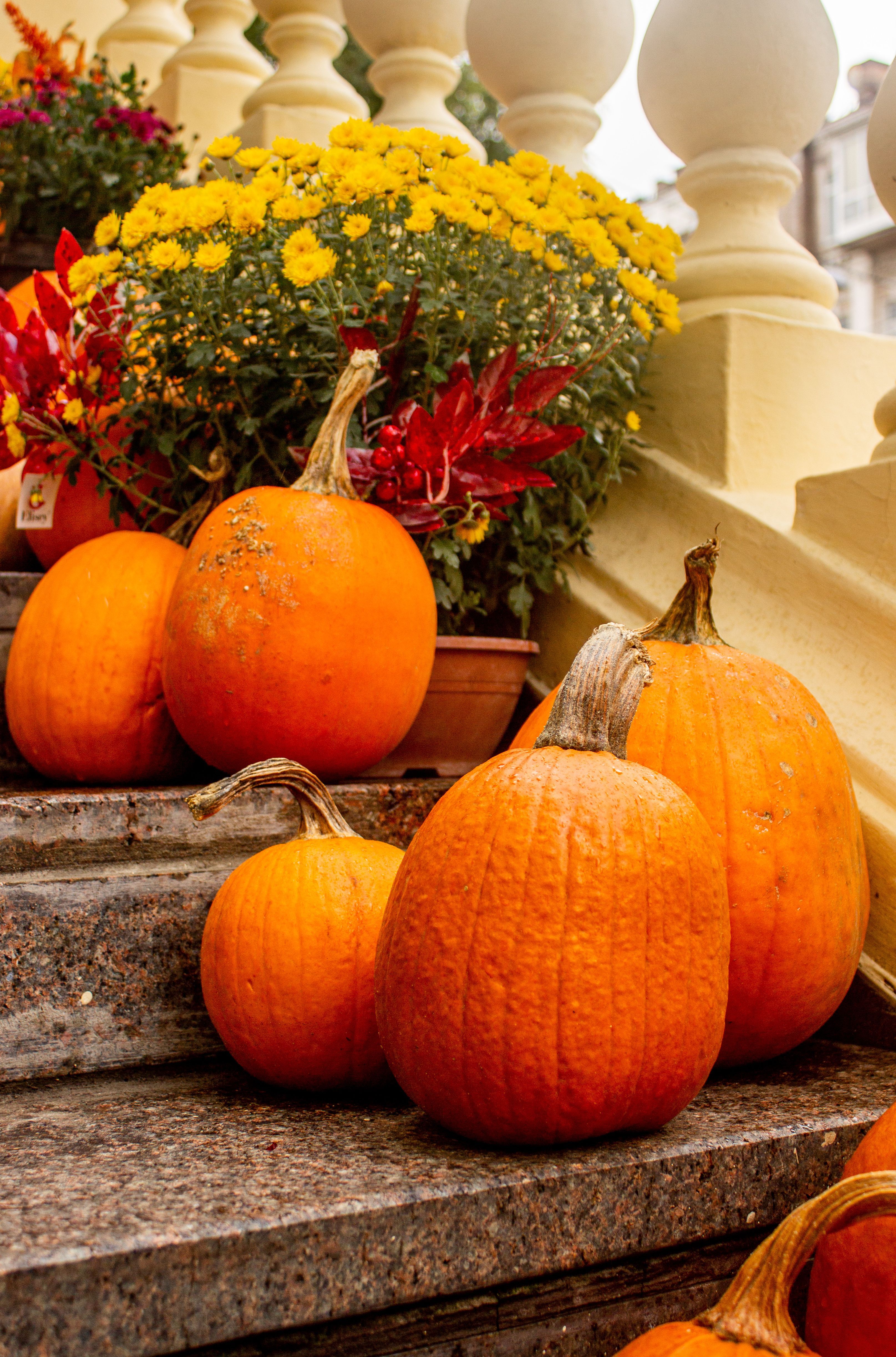 3231x4893 Autumn Decorations with Pumpkins on Steps · Free