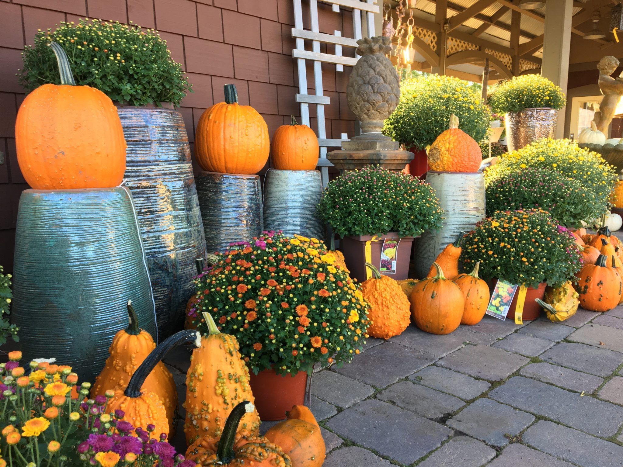 2048x1536 Mums (see also Bedding Plants)