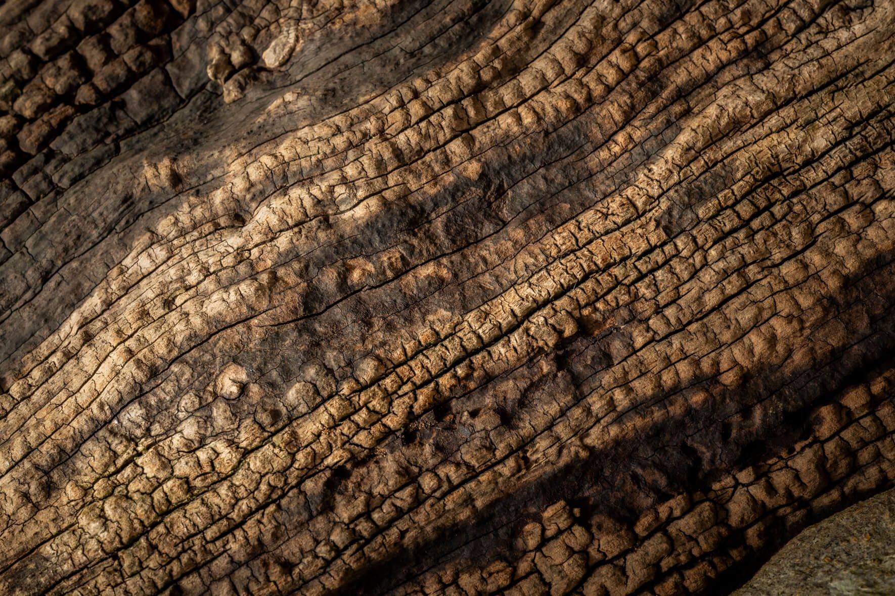 1770x1180 Forest in Focus: Weathered Wood. Fine Art Photography Series Photography by Jan Erik Waider