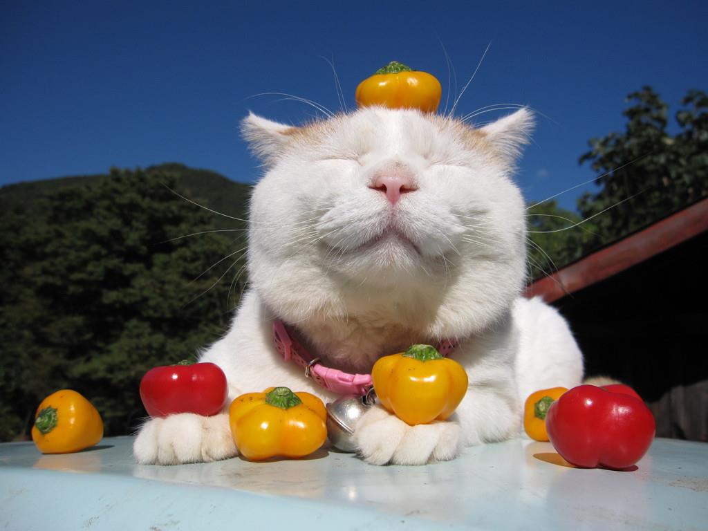 1024x768 Famous Internet Cat SHIRONEKO Passes Away at Age 18 Cat Reporter