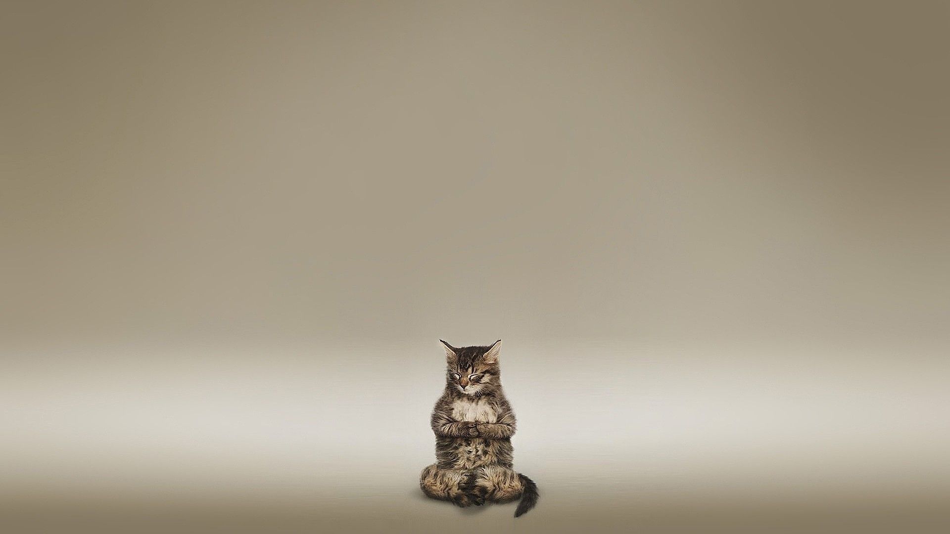 1920x1080 Desktop wallpaper: Zen, Cat, Religious 4K free download for PC. 1460157