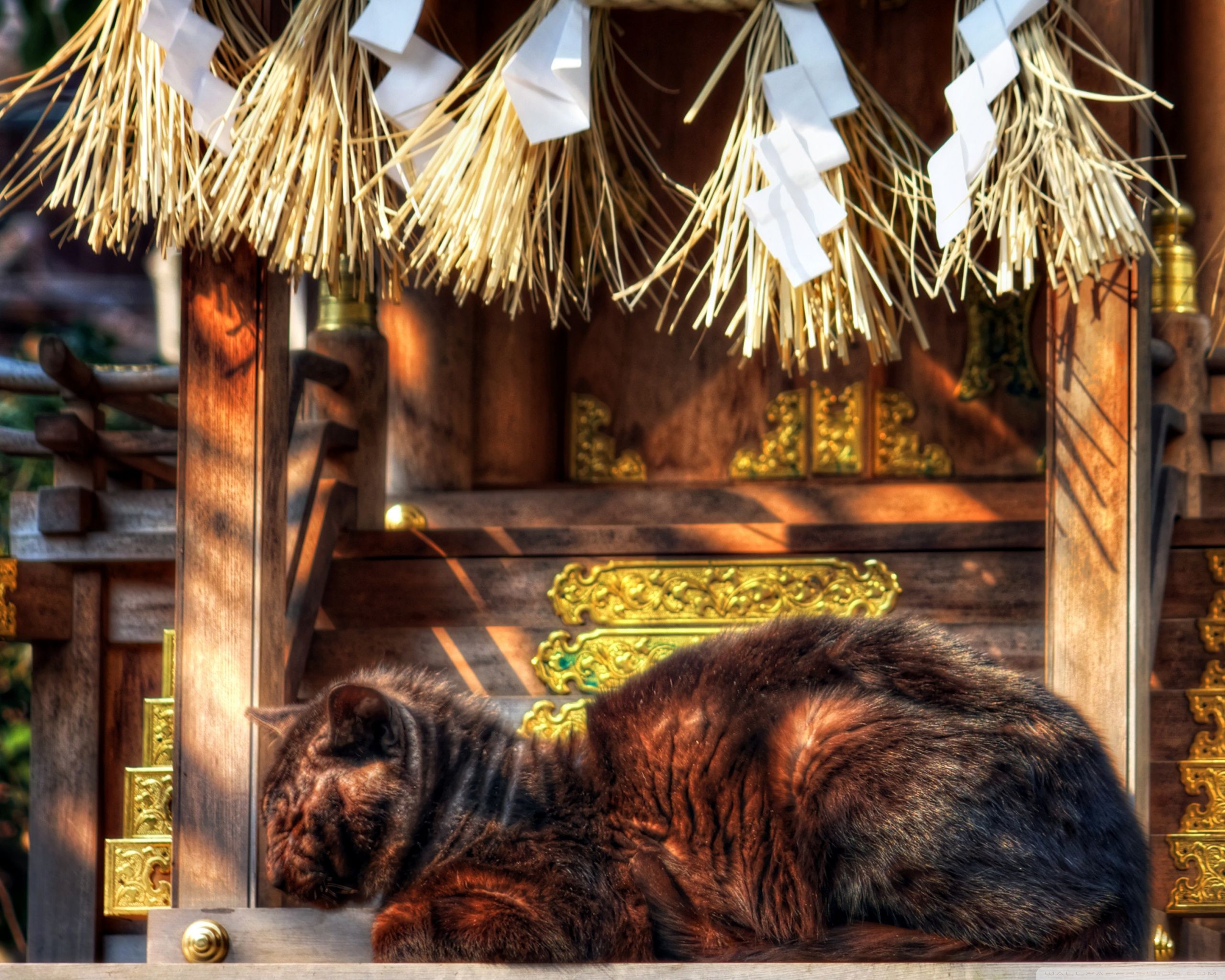 2560x2048 Cat Nap On Shrine 4K UHD Wallpaper for UltraHD Desktop and TV : Smartphone and Tablet Devices
