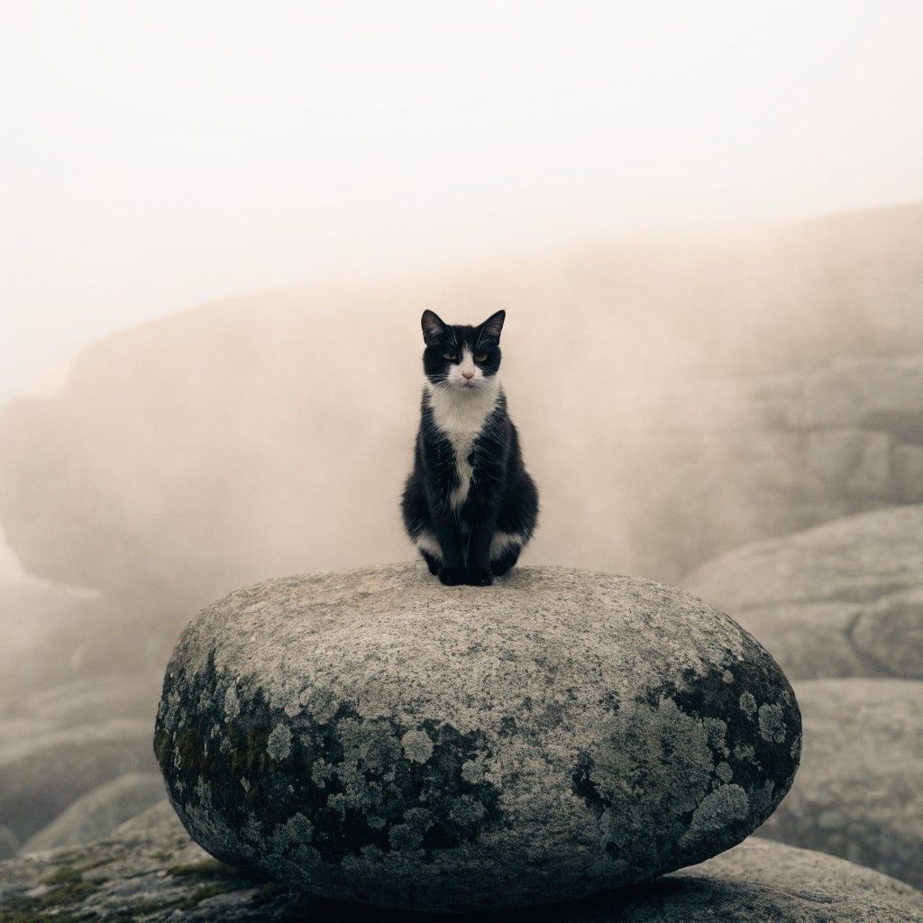 1024x1024 Download Cat at Sunset Image, Sunset, Serene