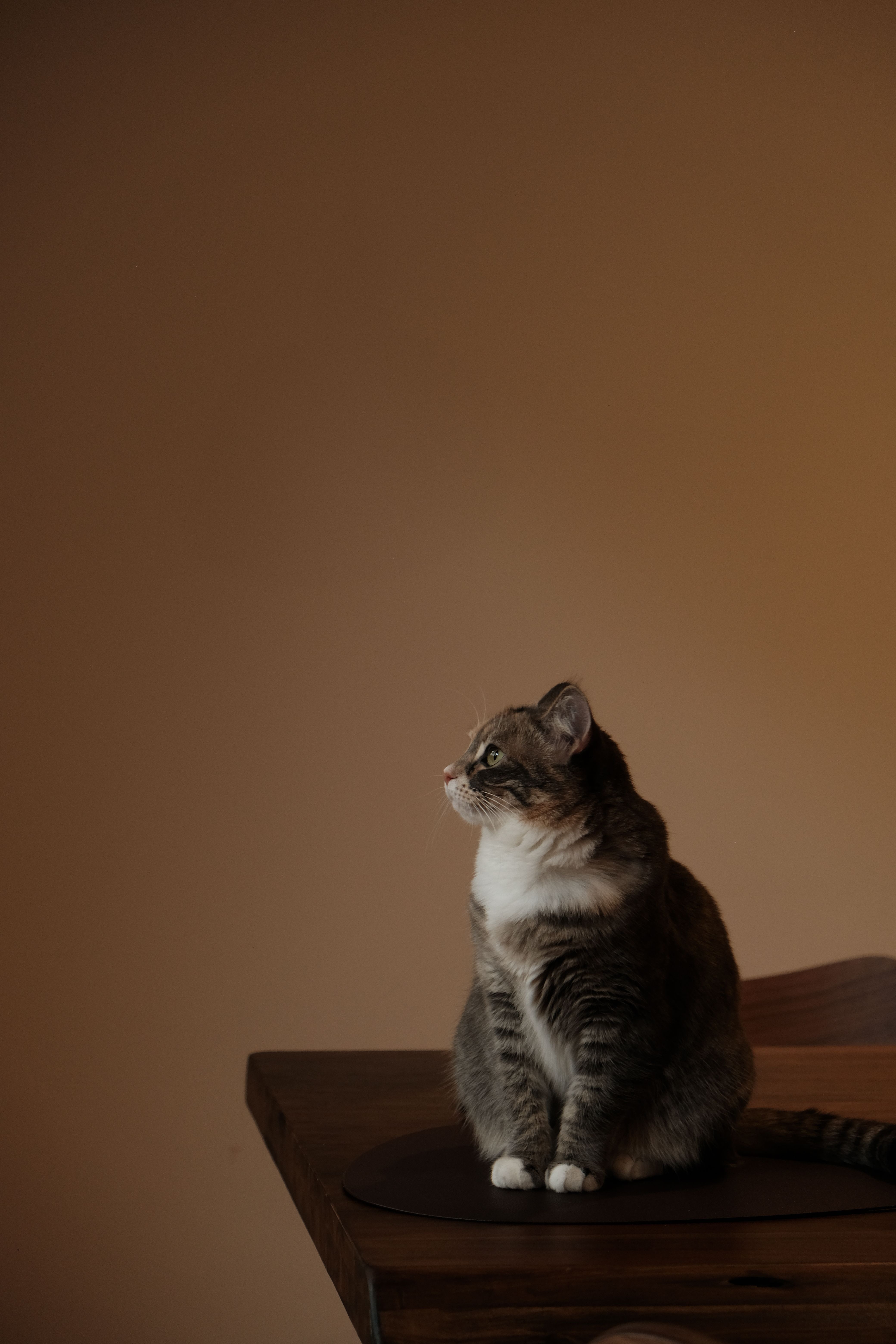 4160x6240 Cat Sitting on a Wooden Table · Free