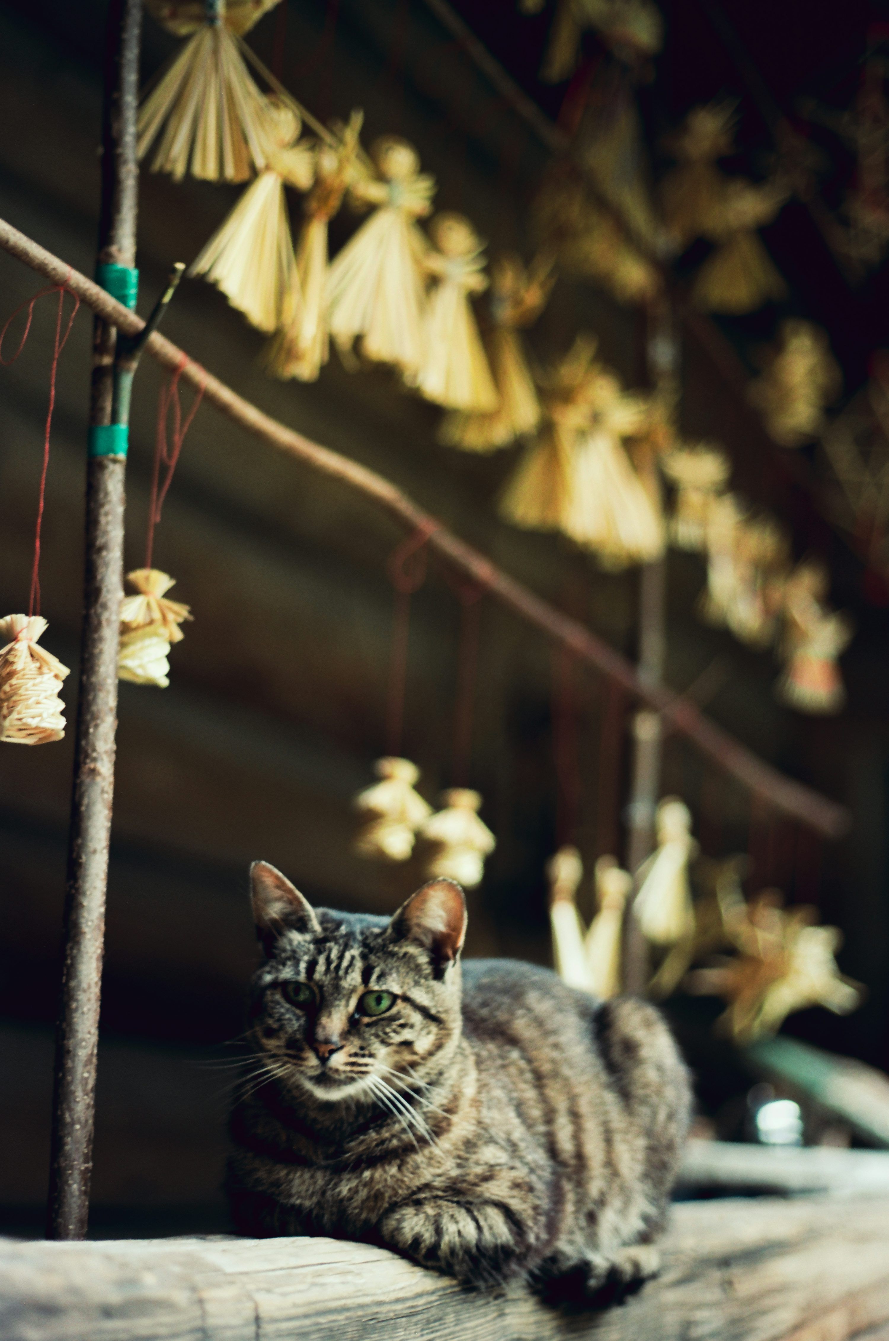 3000x4525 A tabby cat sits outdoors with straw decorations