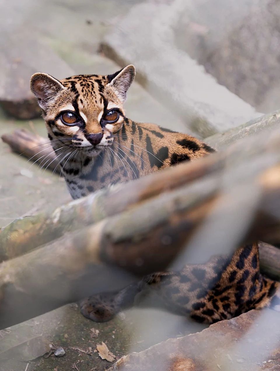 960x1270 Scientists Just Identified a New Cat Species Smaller Than Your House Cat