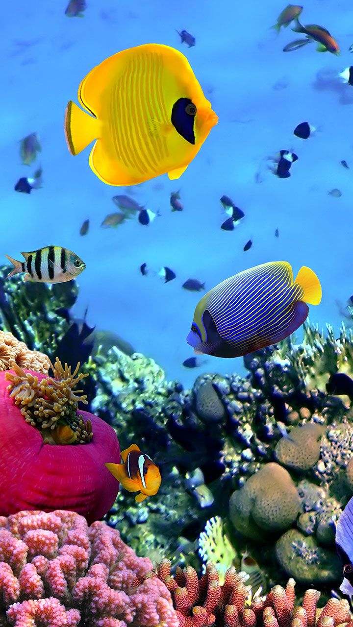 720x1280 Ocean Fish Live Wallpaper on Amazon Appstore