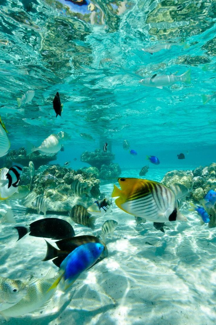 736x1108 Best Tropical Island Vacations (Including the Island Where I lived for 6 Years)