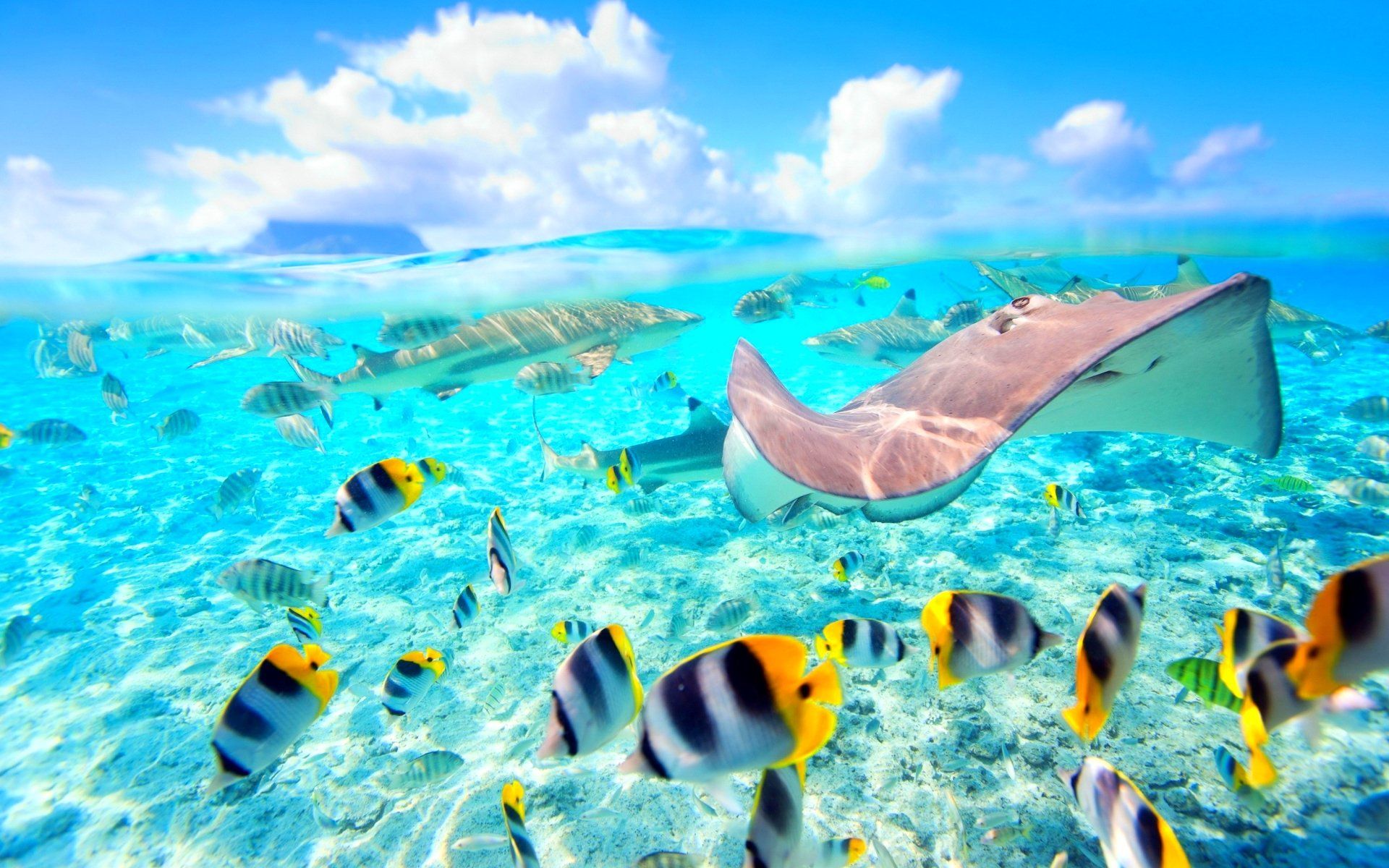 1920x1200 fish, Fishes, Underwater, Ocean, Sea, Sealife, Nature Wallpaper HD / Desktop and Mobile Background