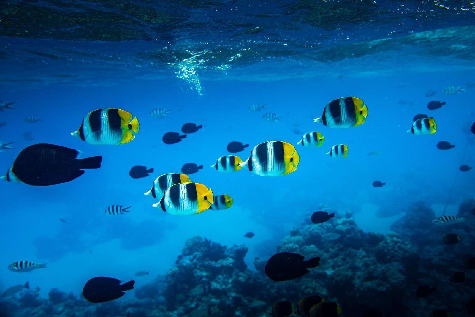 1600x1067 Wallpaper Mural reef fish in clear blue water