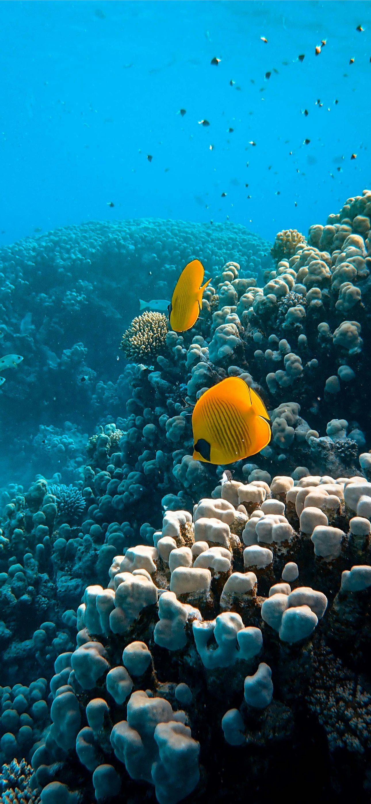 1290x2796 yellow fish over corals iPhone Wallpaper Free Download