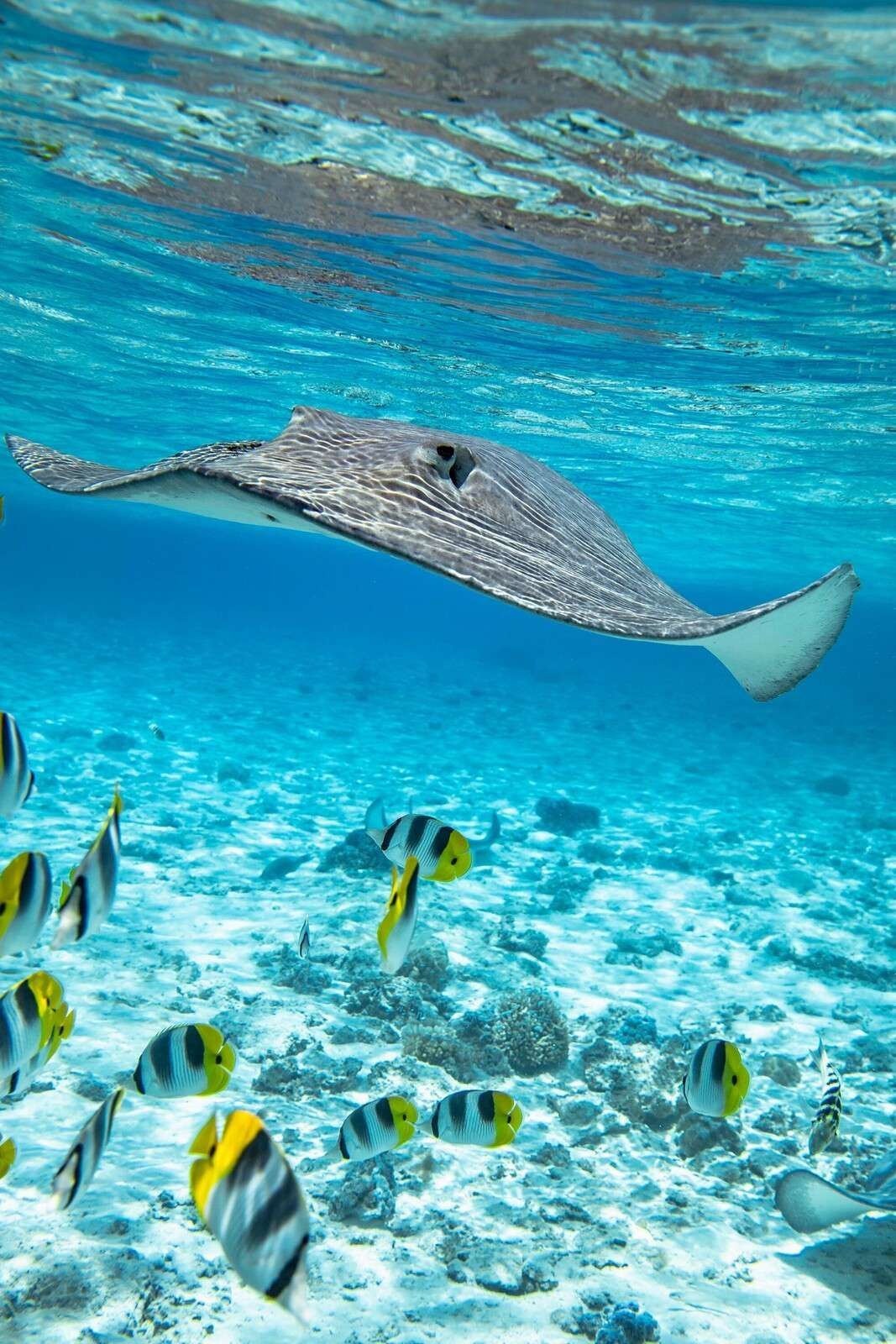 1067x1600 Wallpaper Mural among coral fish