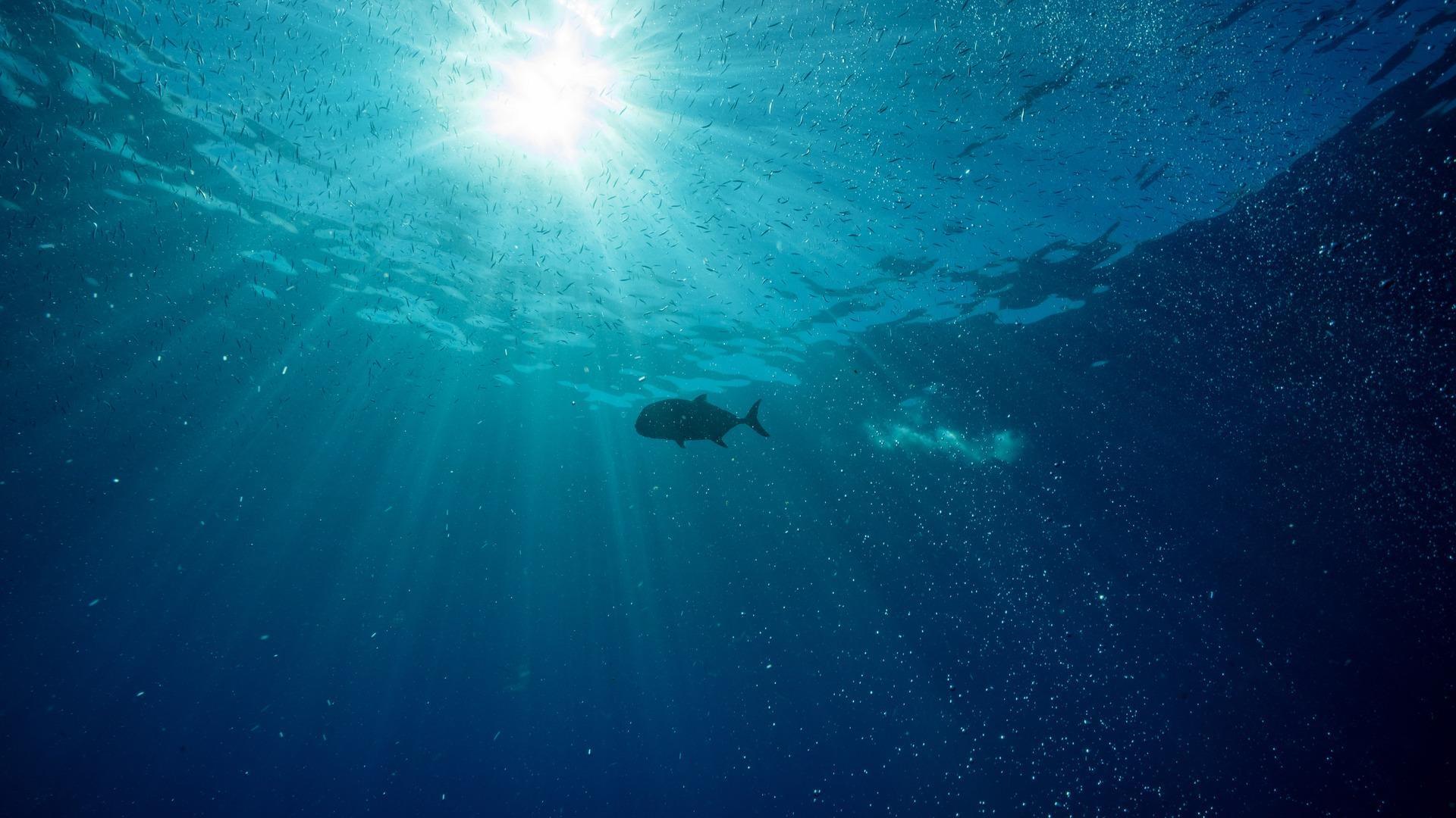 1920x1080 The Fish In