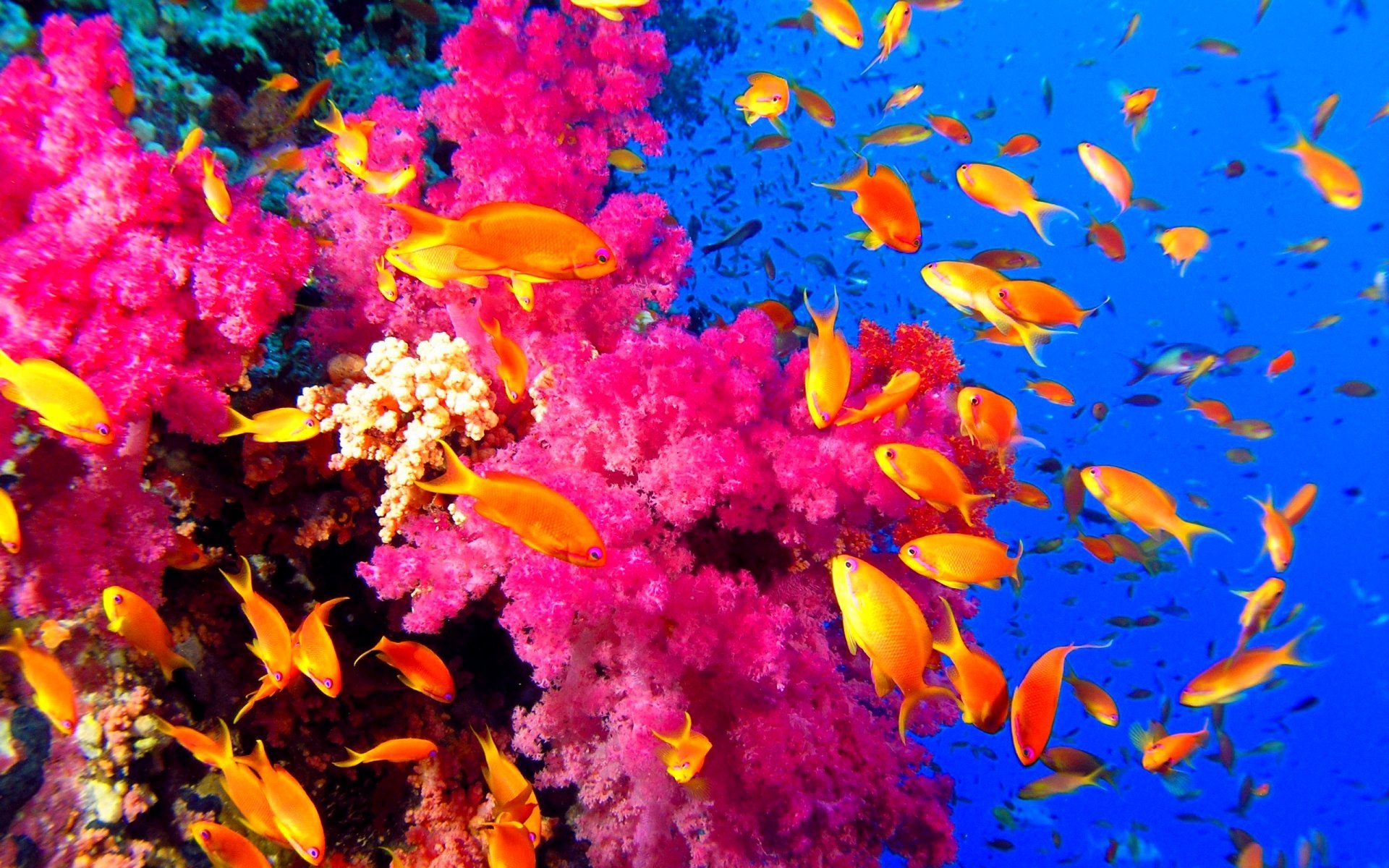 1920x1200 fish, Fishes, Underwater, Ocean, Sea, Sealife, Nature Wallpaper HD / Desktop and Mobile Background
