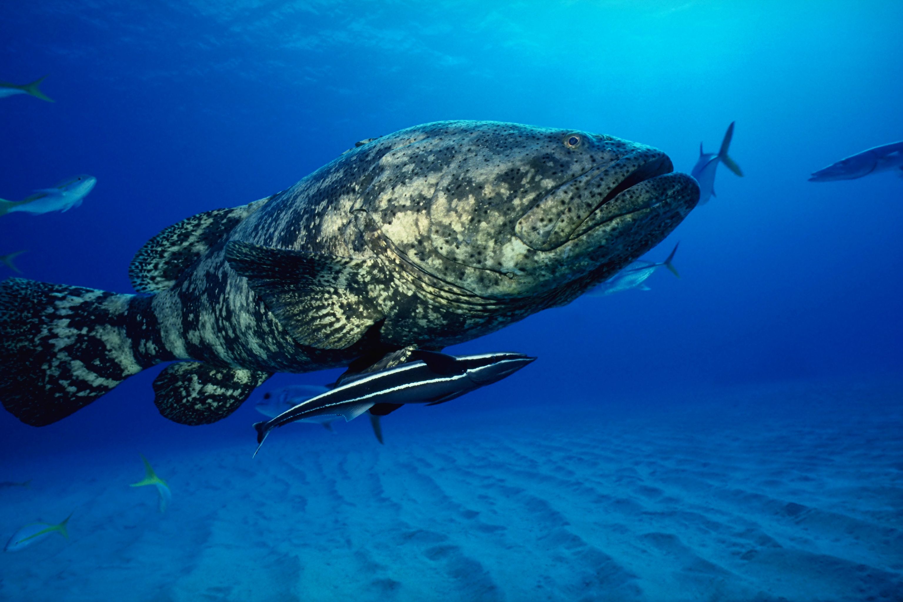 3072x2048 Desktop wallpaper: Fishes, Sea Life, Grouper, Fish, Sea, Animal, Ocean 4K free download for PC. 523141
