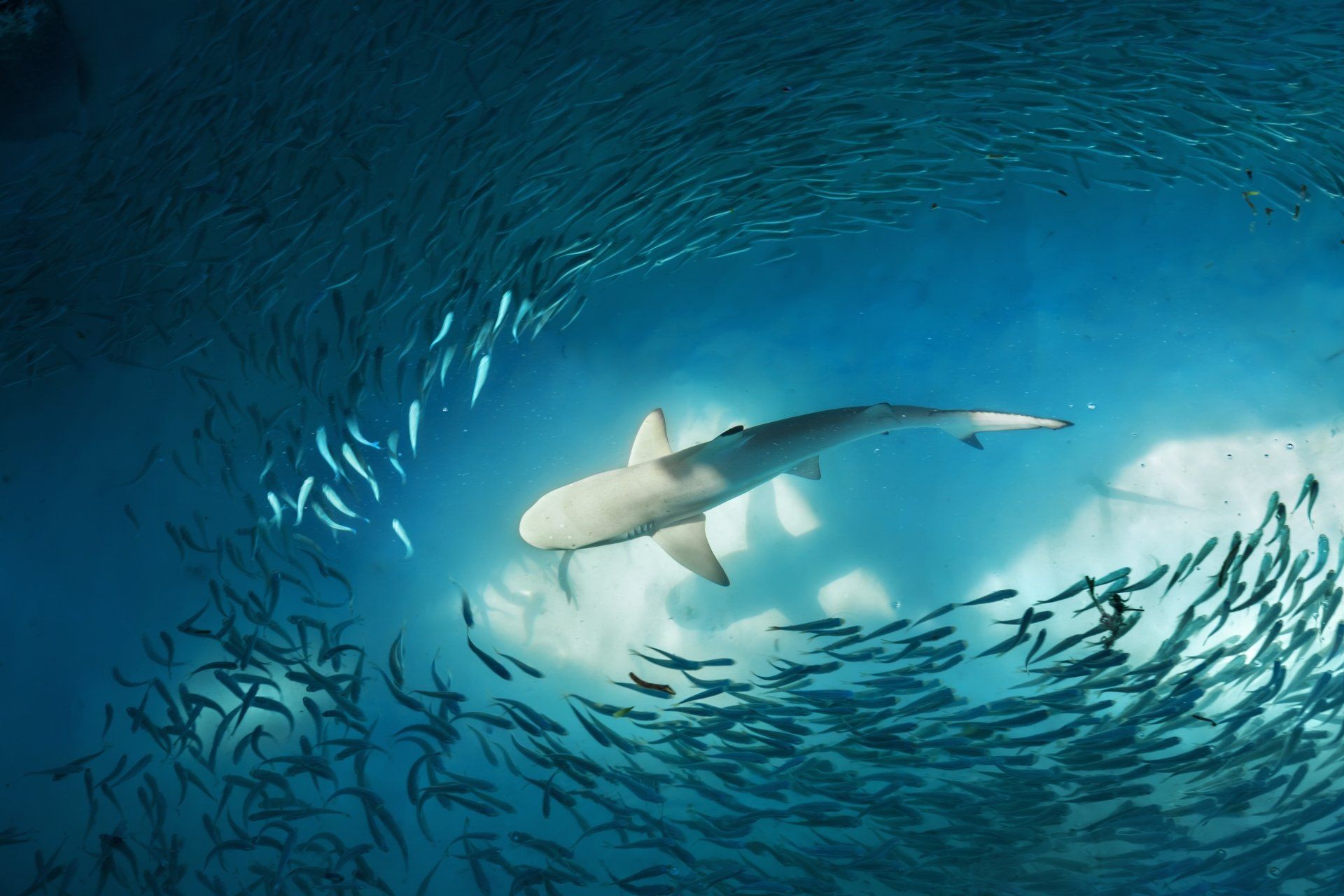1920x1280 4K Ultra HD Underwater Shark & Fish Swirl