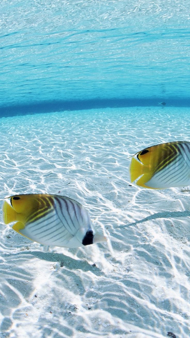 736x1306 Download Wallpaper 800x1420 Fish, Butterfly, Couple, Sea, Shallow Water, Bottom Iphone Se 5s 5c 5 For Parallax HD Background
