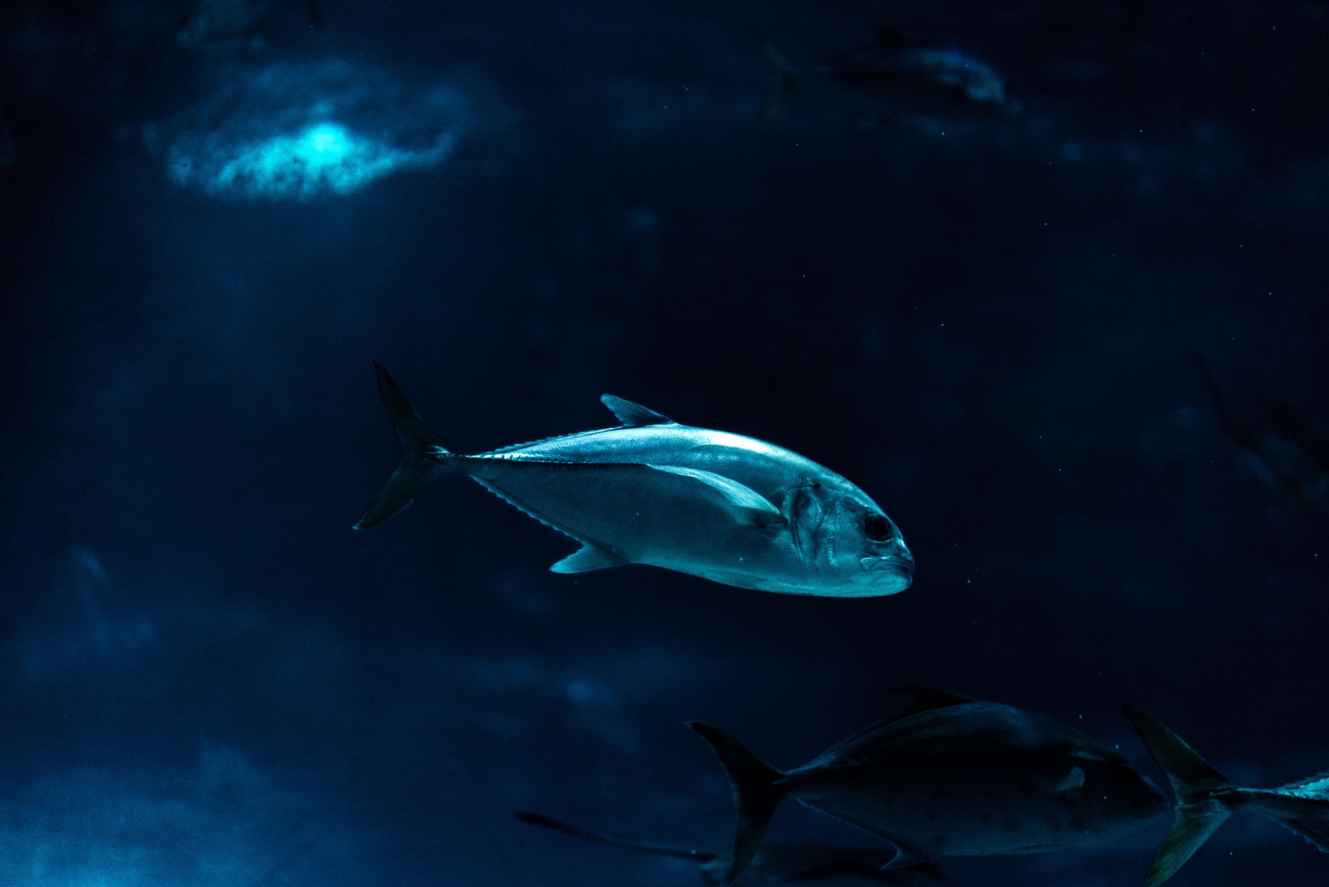 4240x2832 Gray Fish Illustration · Free