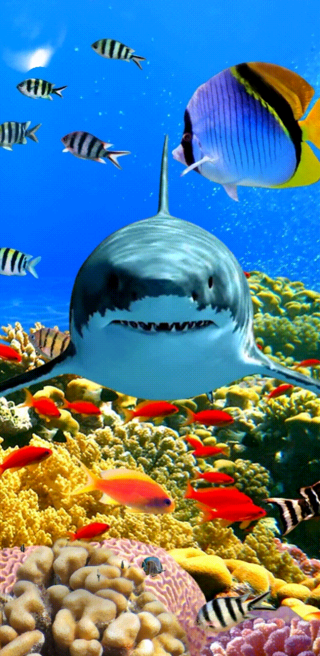 624x1280 Aquarium Live Wallpaper iPhone Wallpaper #underwater #iphonewallpaper E69. Underwater fish wallpaper, Tropical aquarium wallpaper