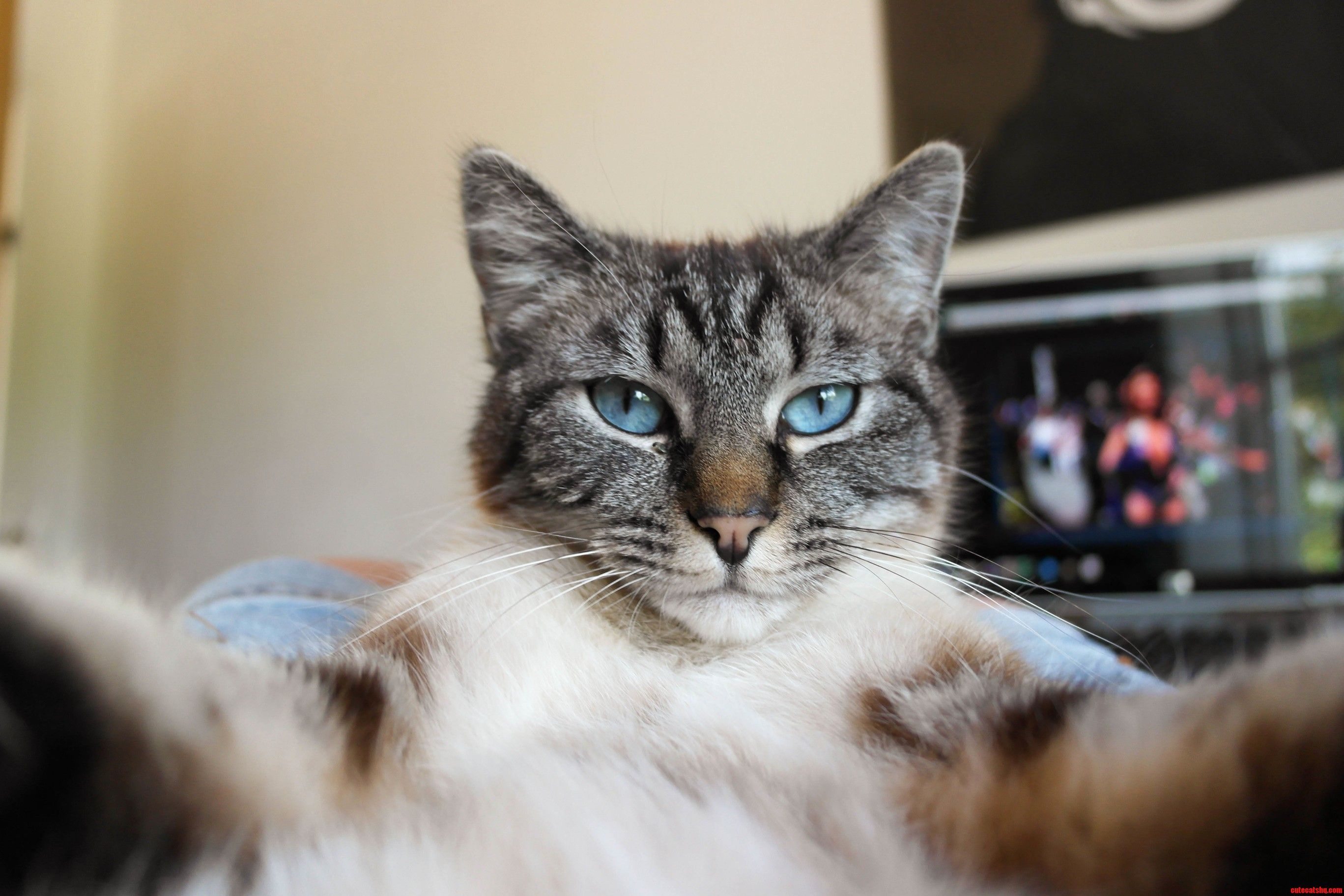 2735x1823 Charming Cat Selfie Wallpaperx1823