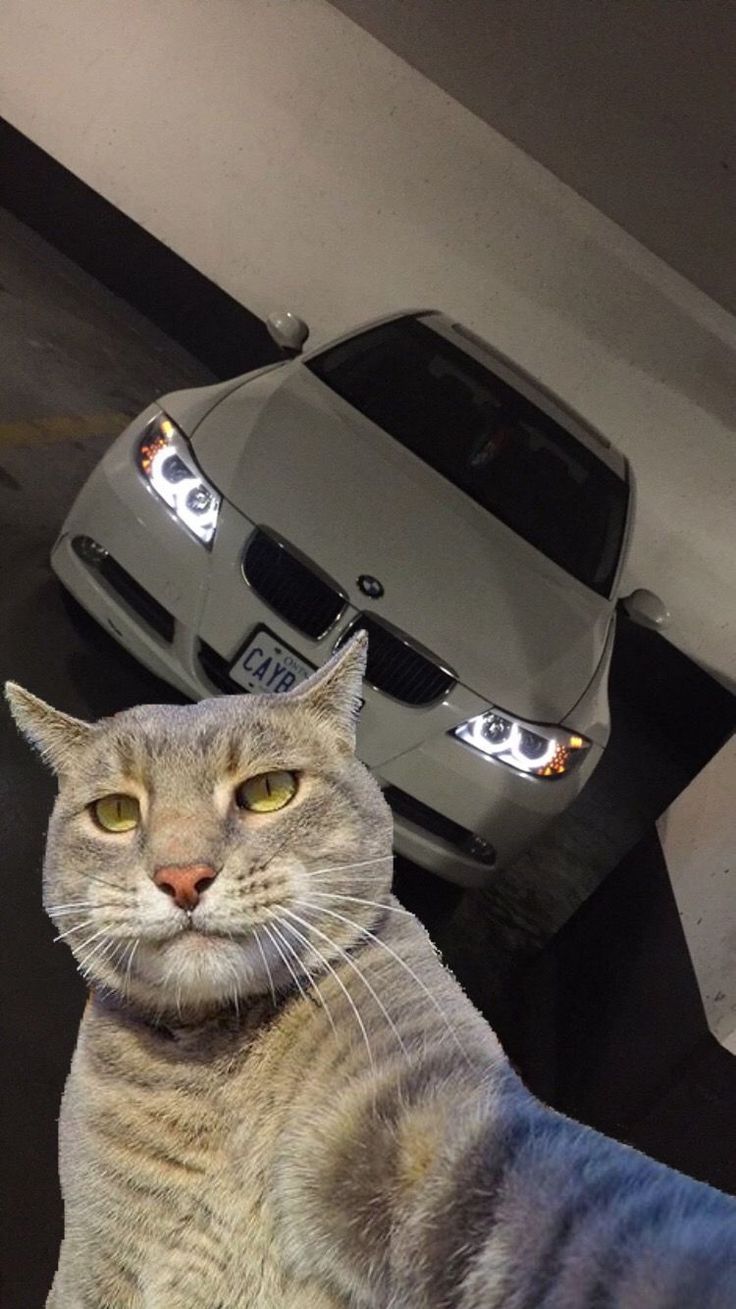 736x1309 Selfie with my 335i