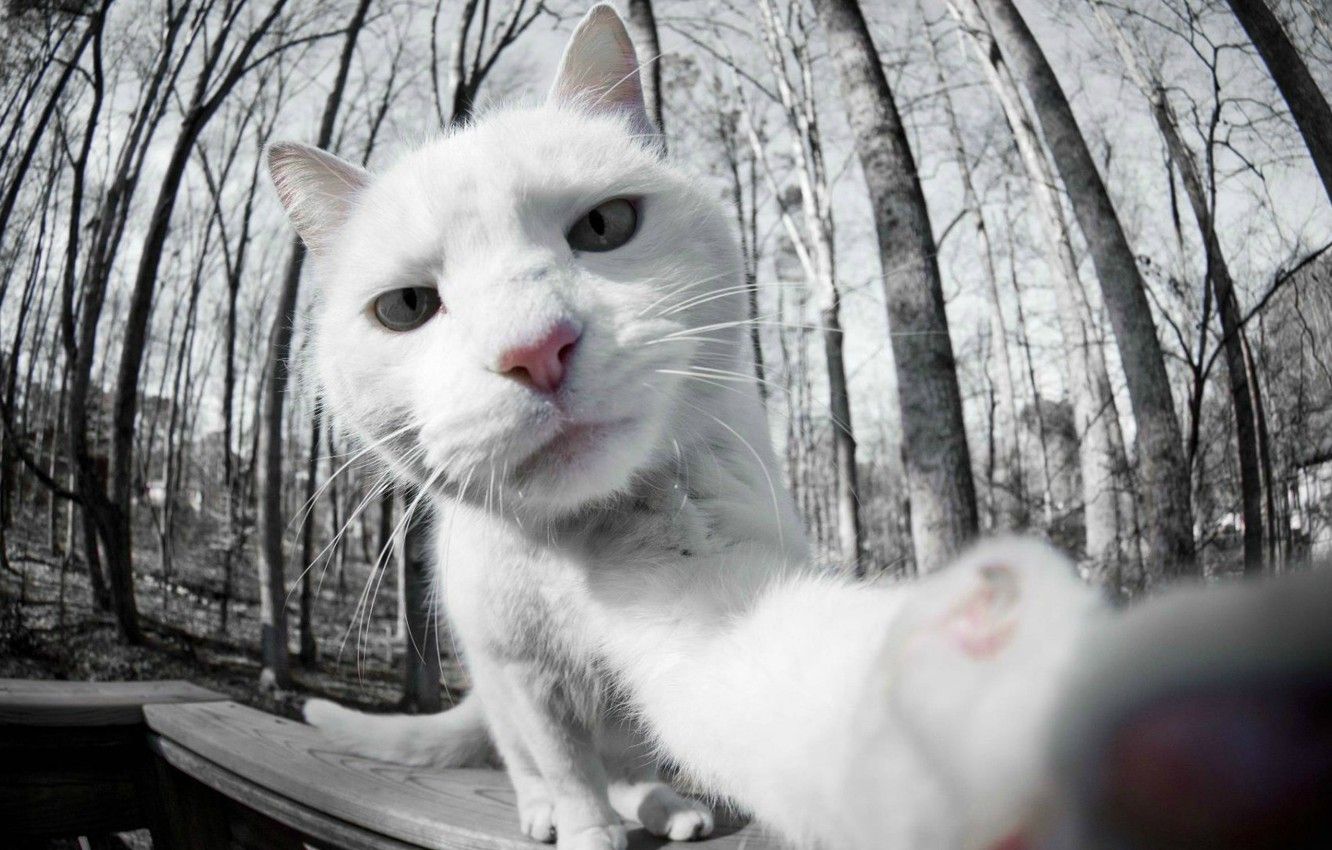 1332x850 Cat Selfie Wallpaper