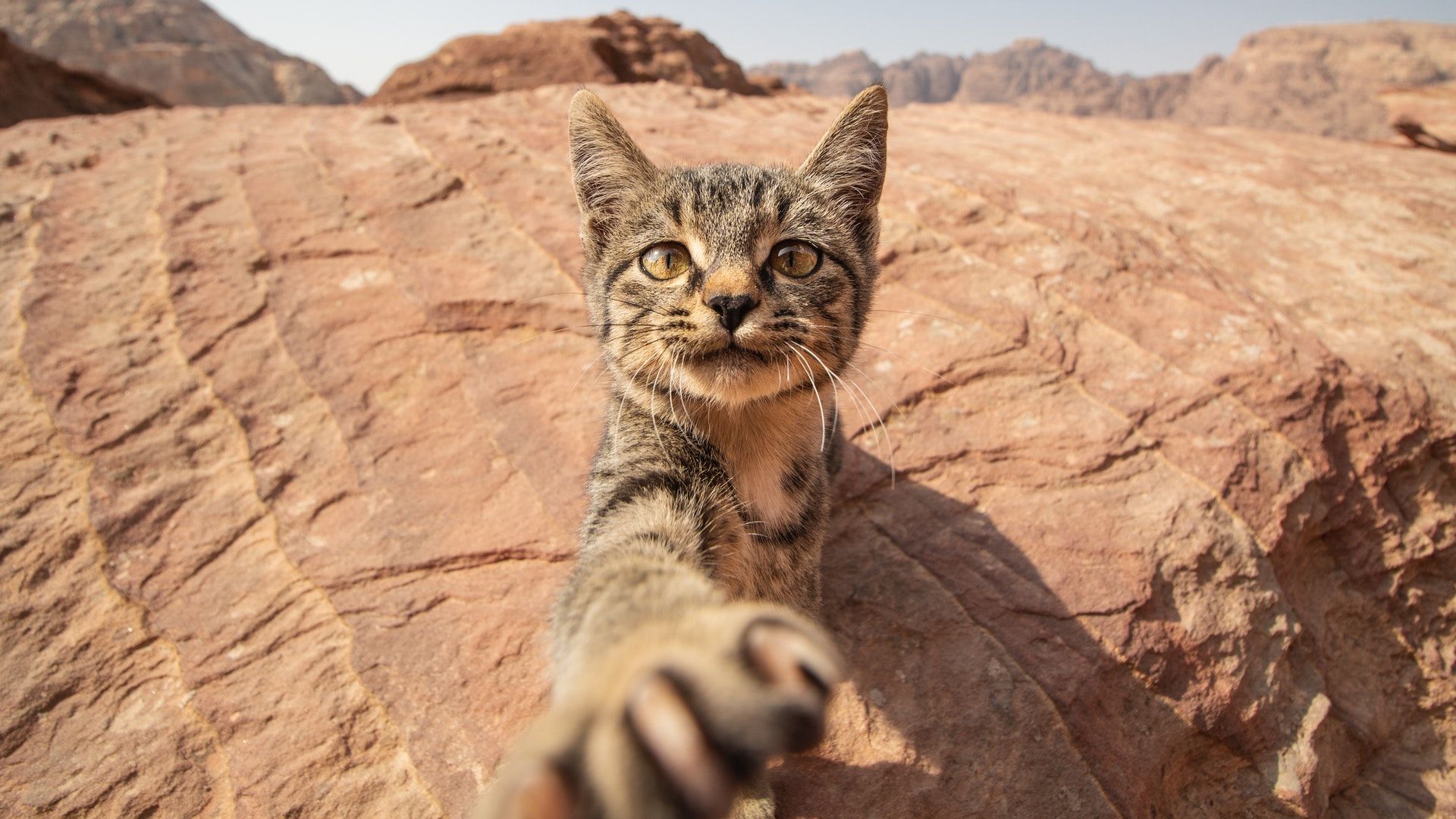 1920x1080 Cat taking a selfie (1920x1080)