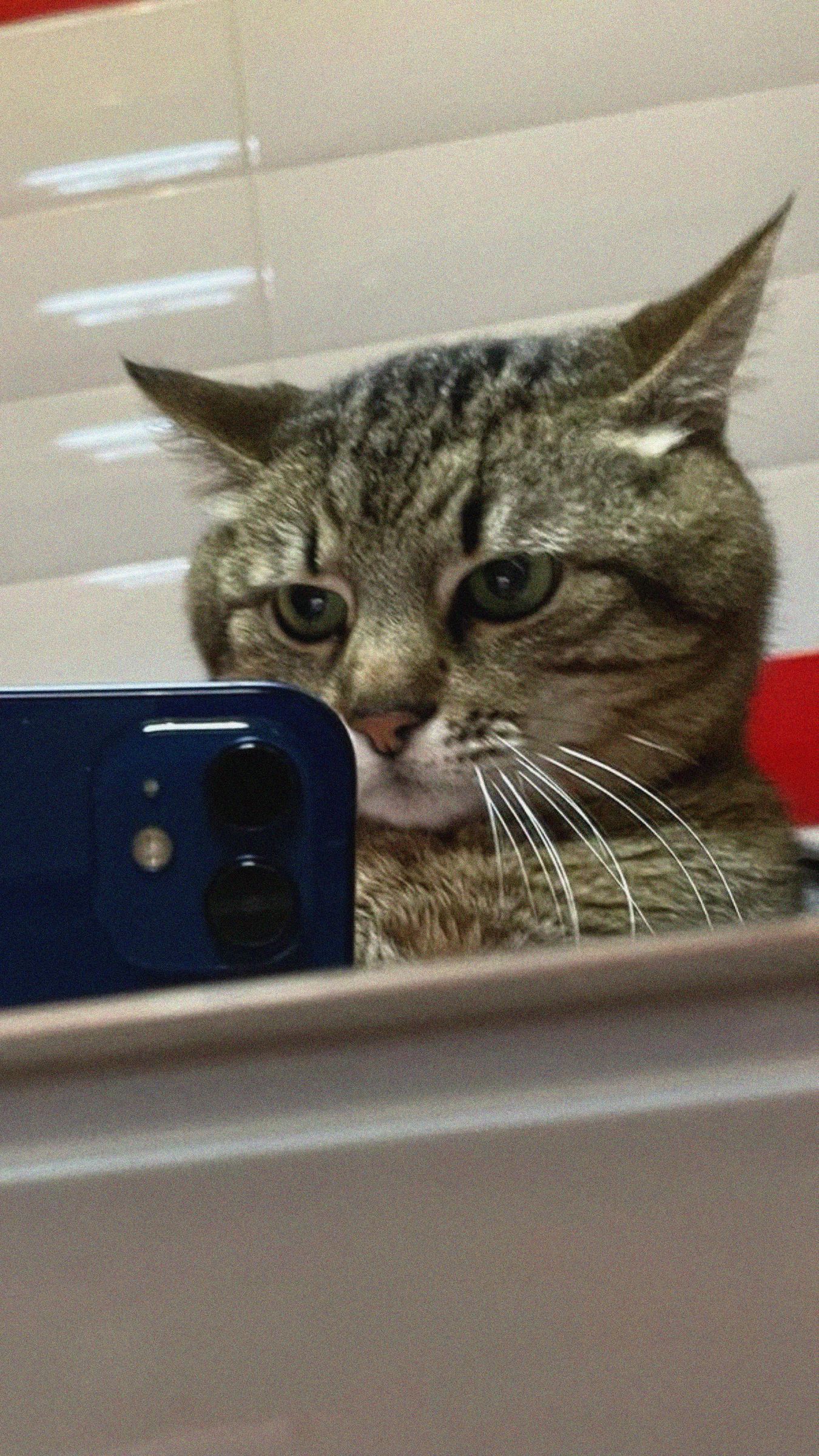 1350x2400 Download wallpaper 1350x2400 stepan, cat stepan, selfie, phone, mirror iphone 8+/7+/6s+/for parallax HD background