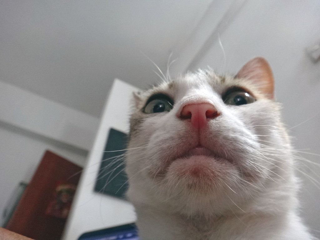 1024x768 Cat selfie