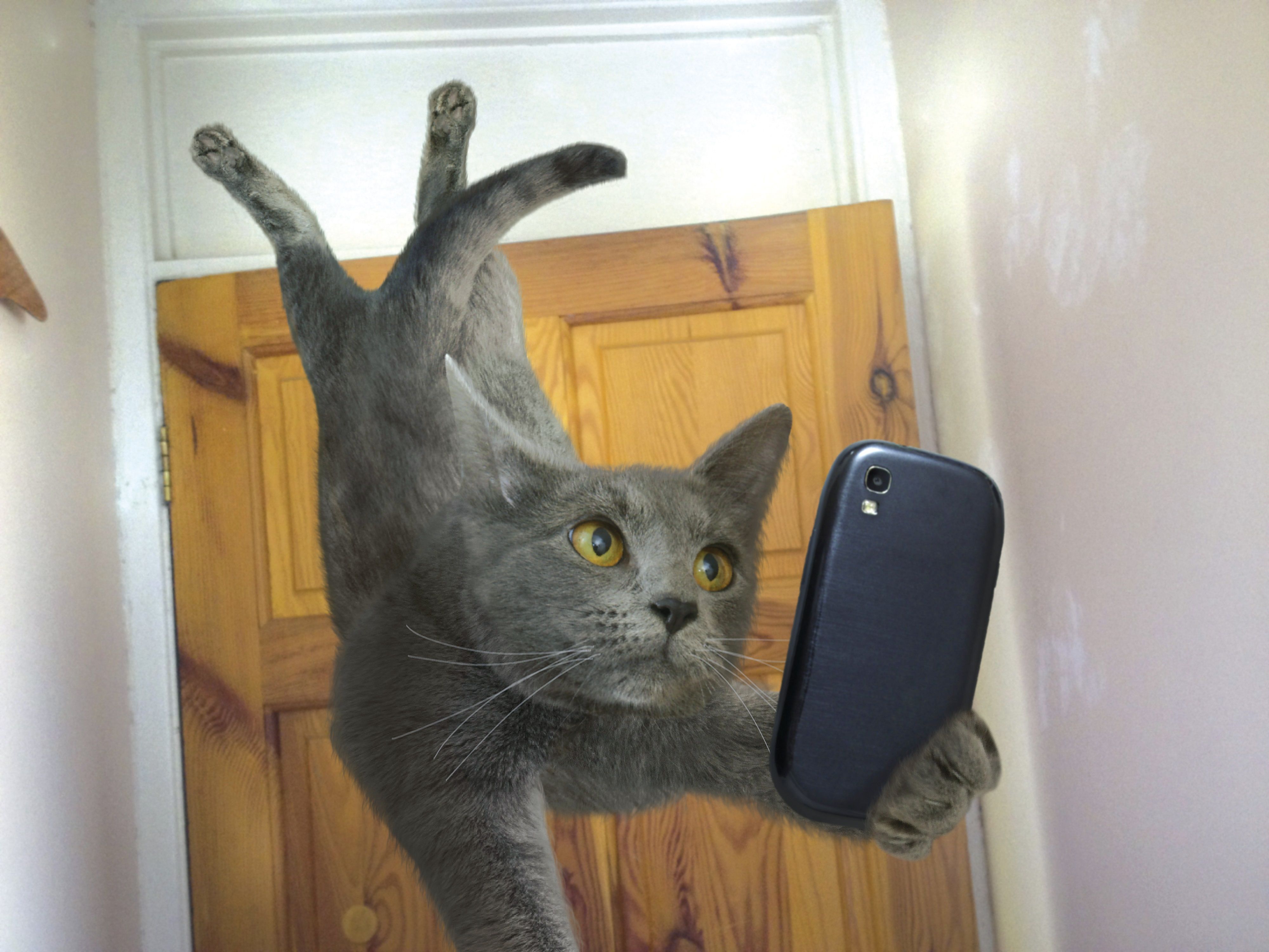 4000x3000 4K Ultra HD Cat Selfie: Smartphone Paws & Feline Funx3000