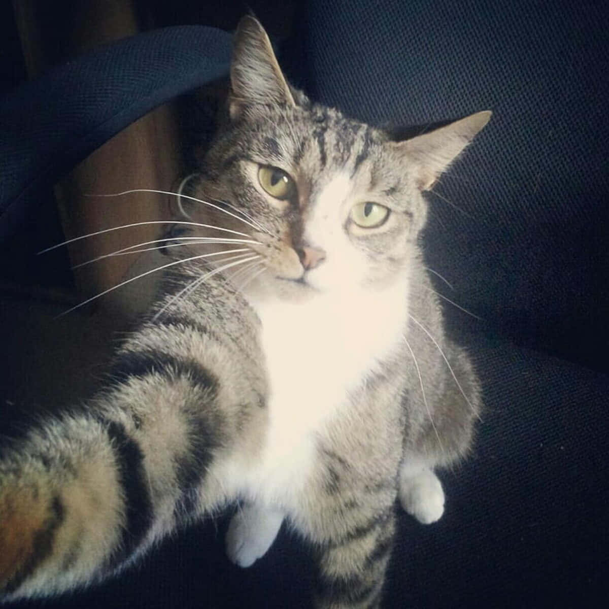 1200x1200 Download Funny PFP For Tiktok Of Cat Selfie Wallpaper